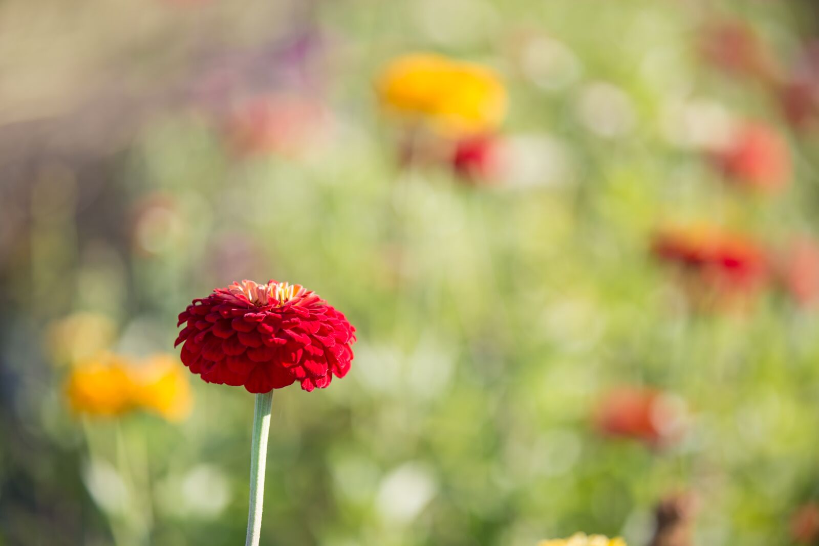 Canon EOS 6D sample photo. Nature, flower, flora photography