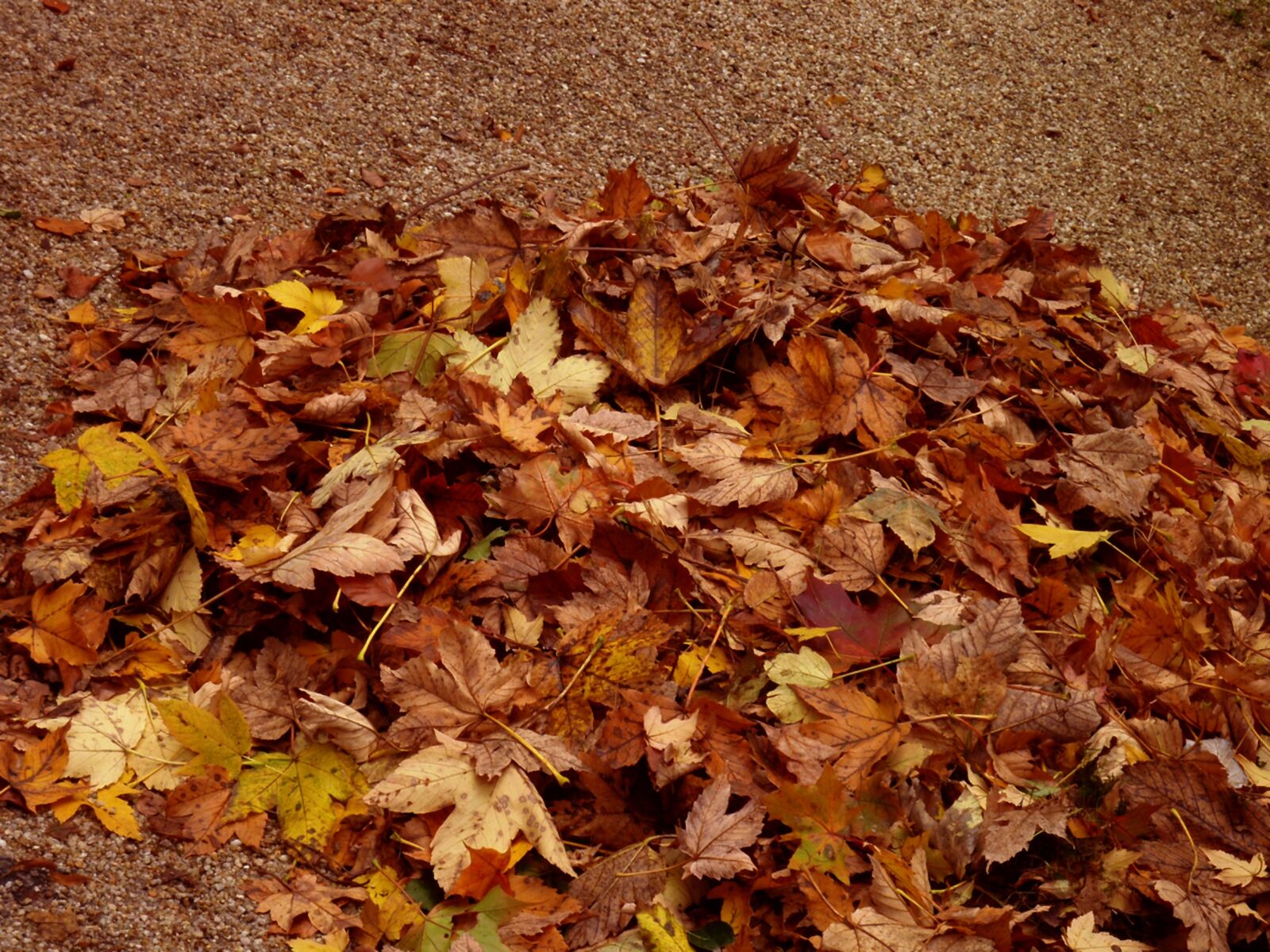 Panasonic DMC-TZ7 sample photo. Autumn, fall foliage, golden photography