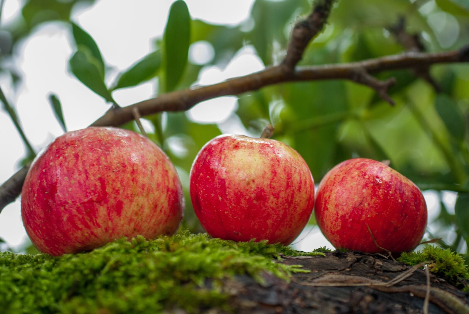 Nikon D80 sample photo. Apple, fruit, orchard photography