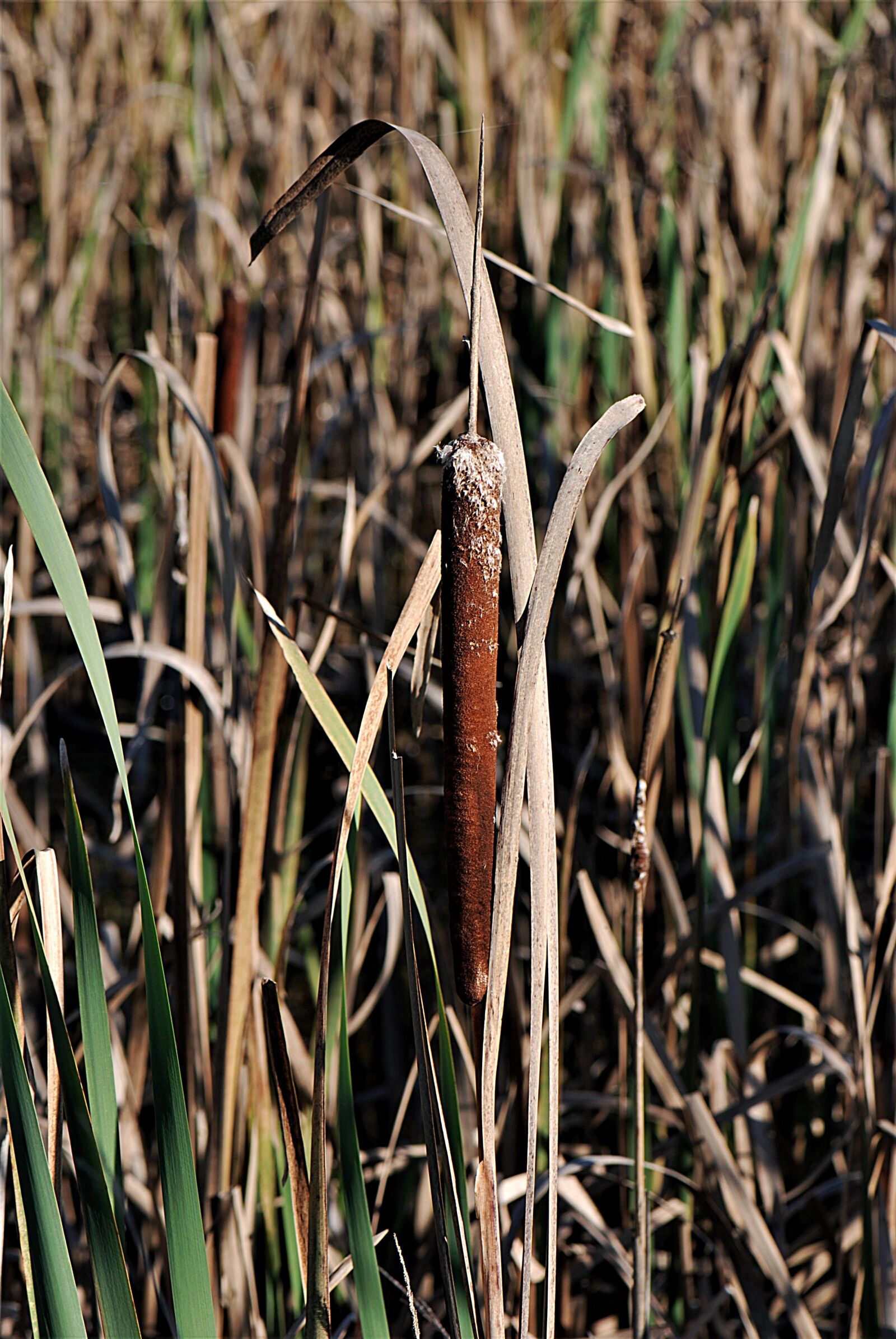 Nikon D80 sample photo. Reed, cattail, teichplanze photography