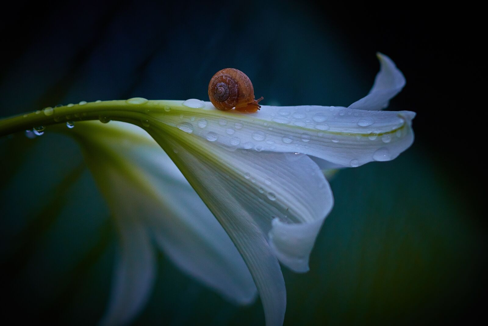 Canon EOS 70D sample photo. Flowers, summer, natural photography