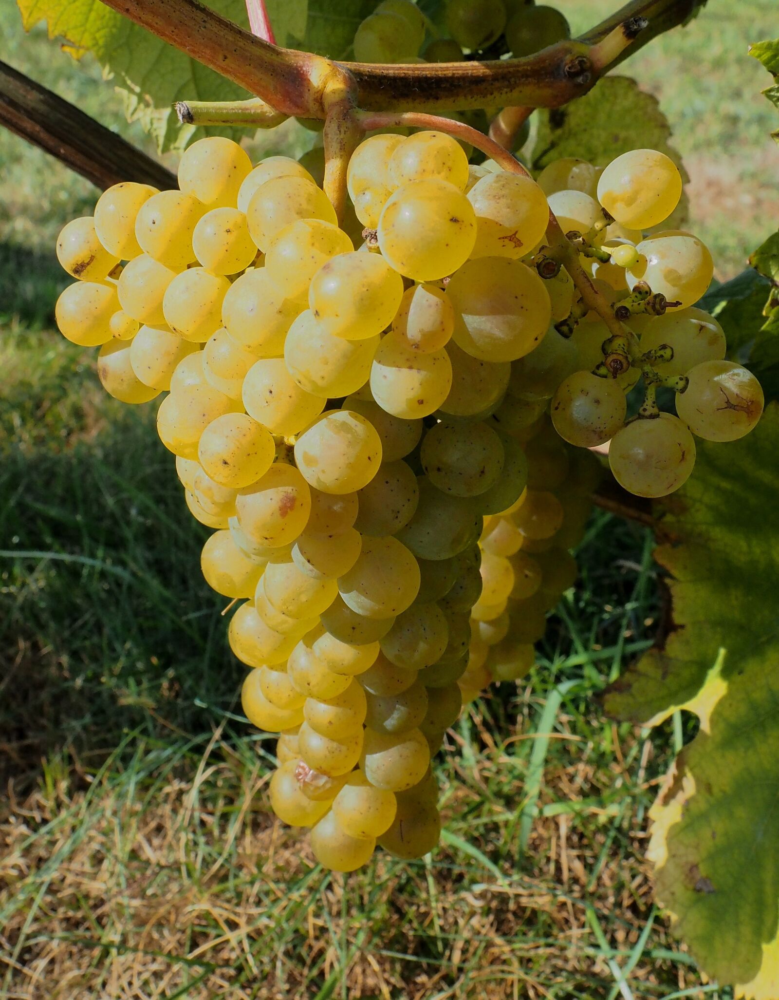 Olympus OM-D E-M10 II sample photo. Bunch of grapes, vines photography
