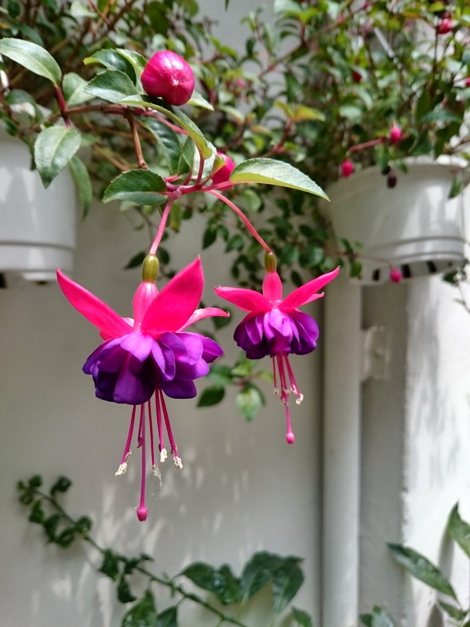 Sony Xperia Z3 sample photo. Hanging clock flower, purple photography