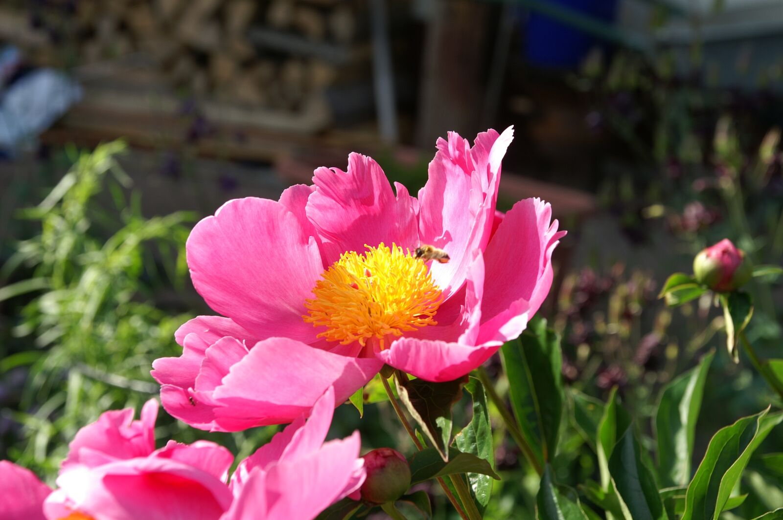 KONICA MINOLTA DYNAX 7D sample photo. Peony, bee, paeonia photography