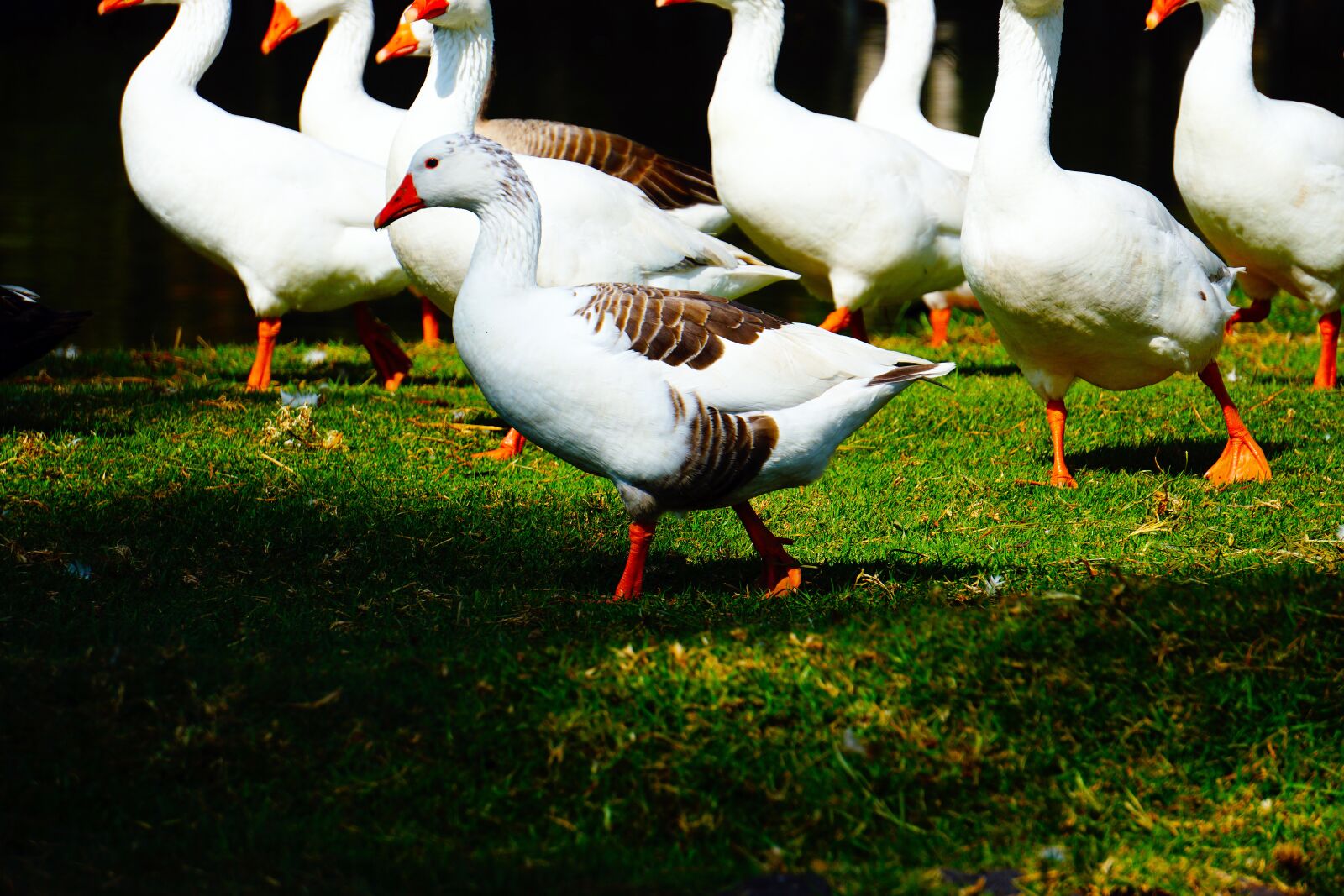 Sony E 55-210mm F4.5-6.3 OSS sample photo. Ducks, animal, nature photography