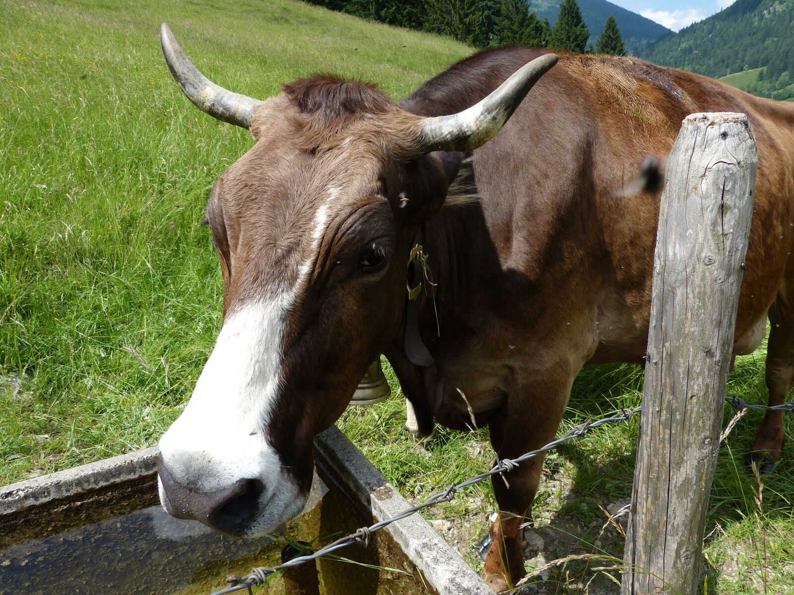 Panasonic Lumix DMC-FZ150 sample photo. Cow, cow calf, allg photography
