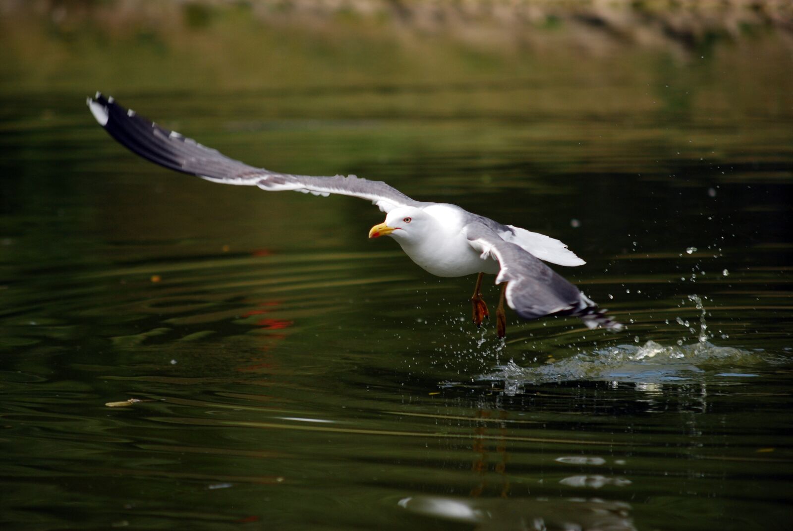 Nikon D60 sample photo. Sea gull, water, taking photography