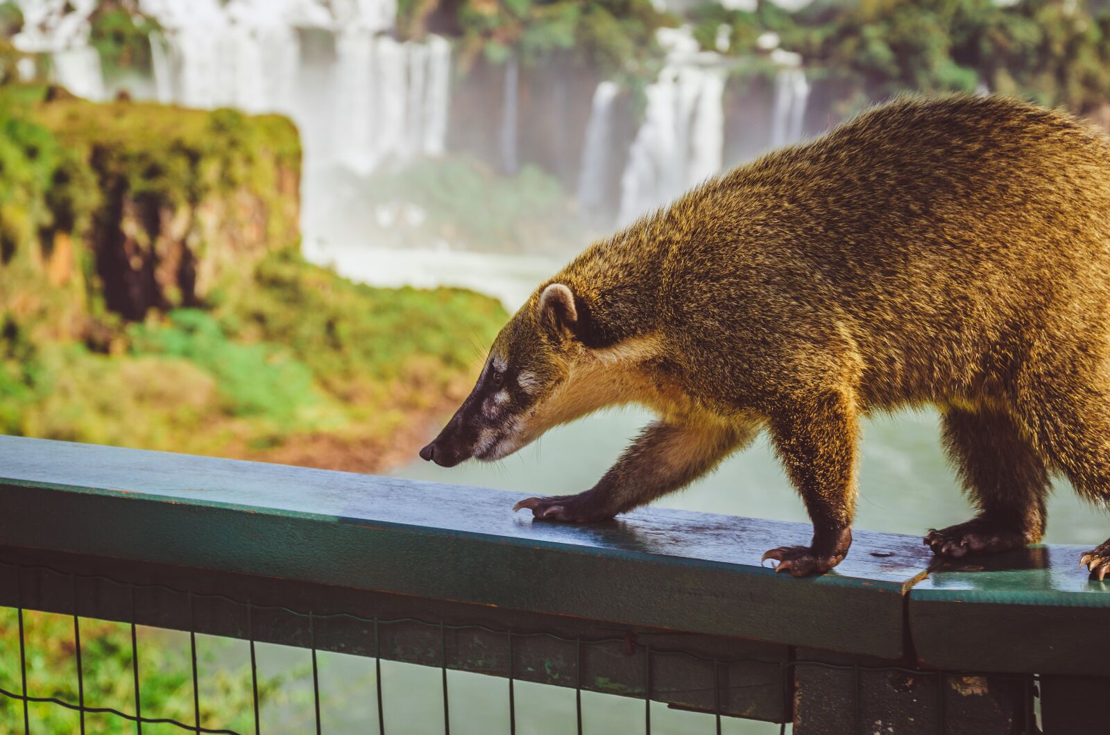 Nikon D7000 sample photo. Waterfall, coati, cataracts photography