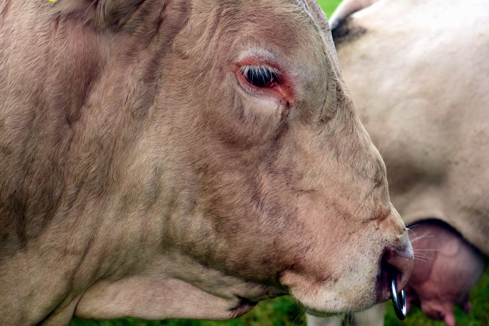 Nikon D3300 sample photo. Animal, nature, cattle, cow photography