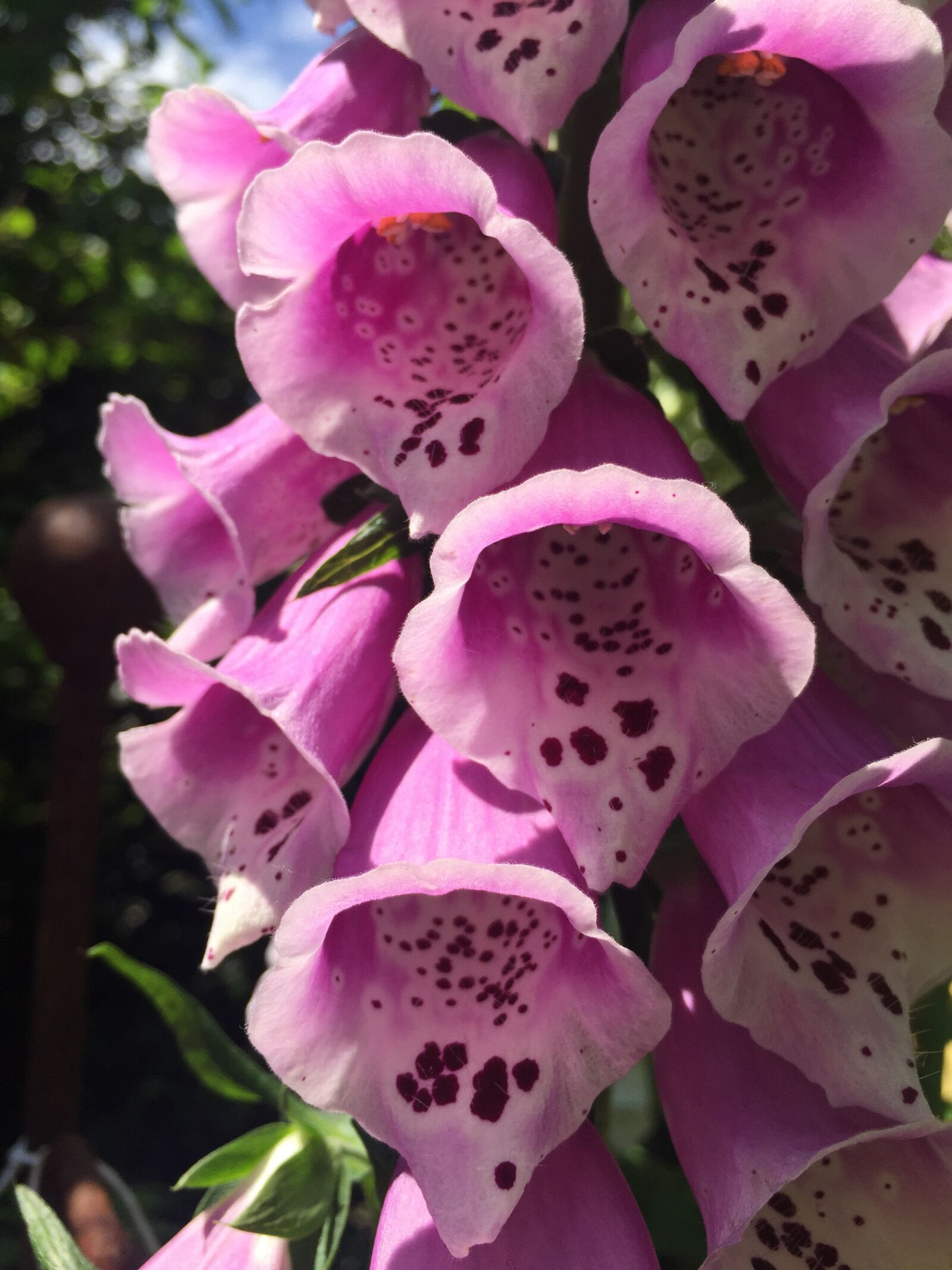 iPhone 6 Plus back camera 4.15mm f/2.2 sample photo. Pink flowers, spring time photography