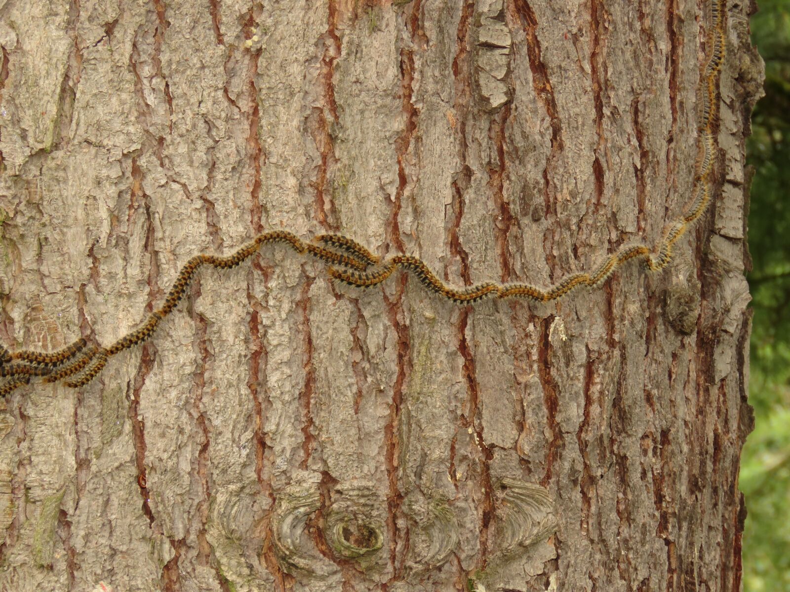 Canon PowerShot SX60 HS sample photo. Animals, insects, caterpillar photography