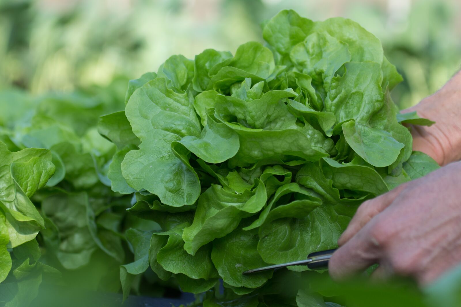 Canon EOS 60D + Canon EF 70-200mm F4L IS USM sample photo. Salad, harvest, garden photography