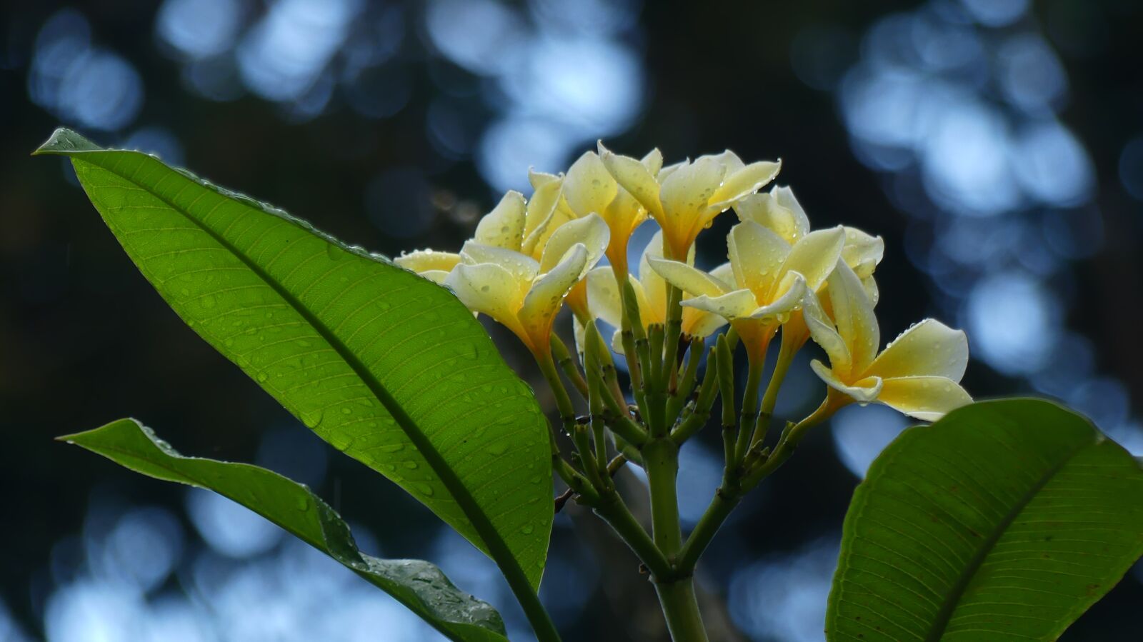 Panasonic Lumix DMC-FZ300 sample photo. Frangipani, plumeria, flower photography