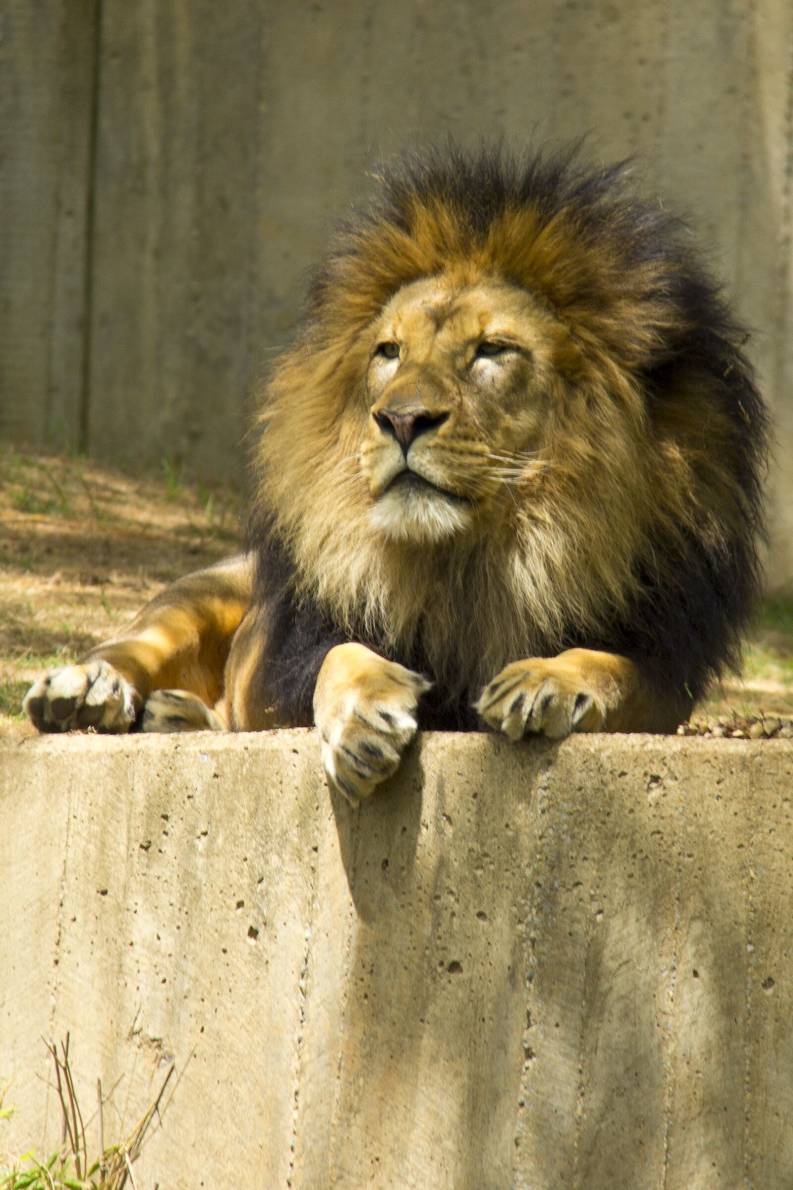 Canon EF-S 18-200mm F3.5-5.6 IS sample photo. Lion, zoo, animal photography