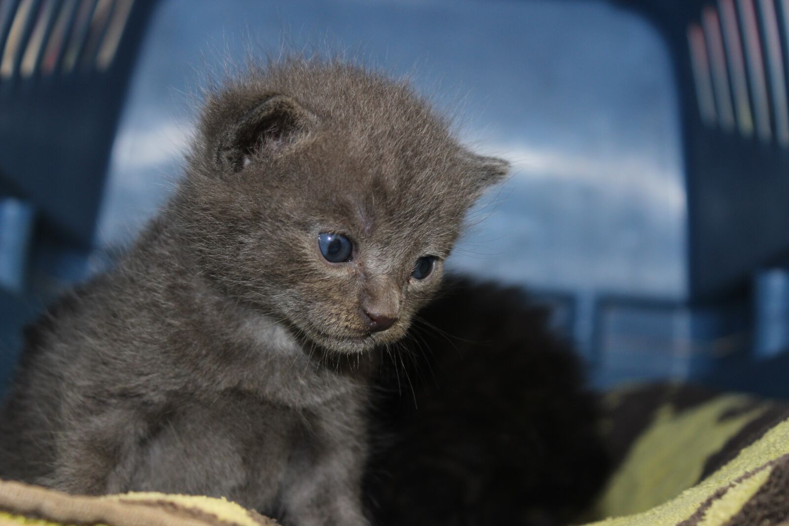Canon EOS 600D (Rebel EOS T3i / EOS Kiss X5) sample photo. Kitten, baby, grey photography