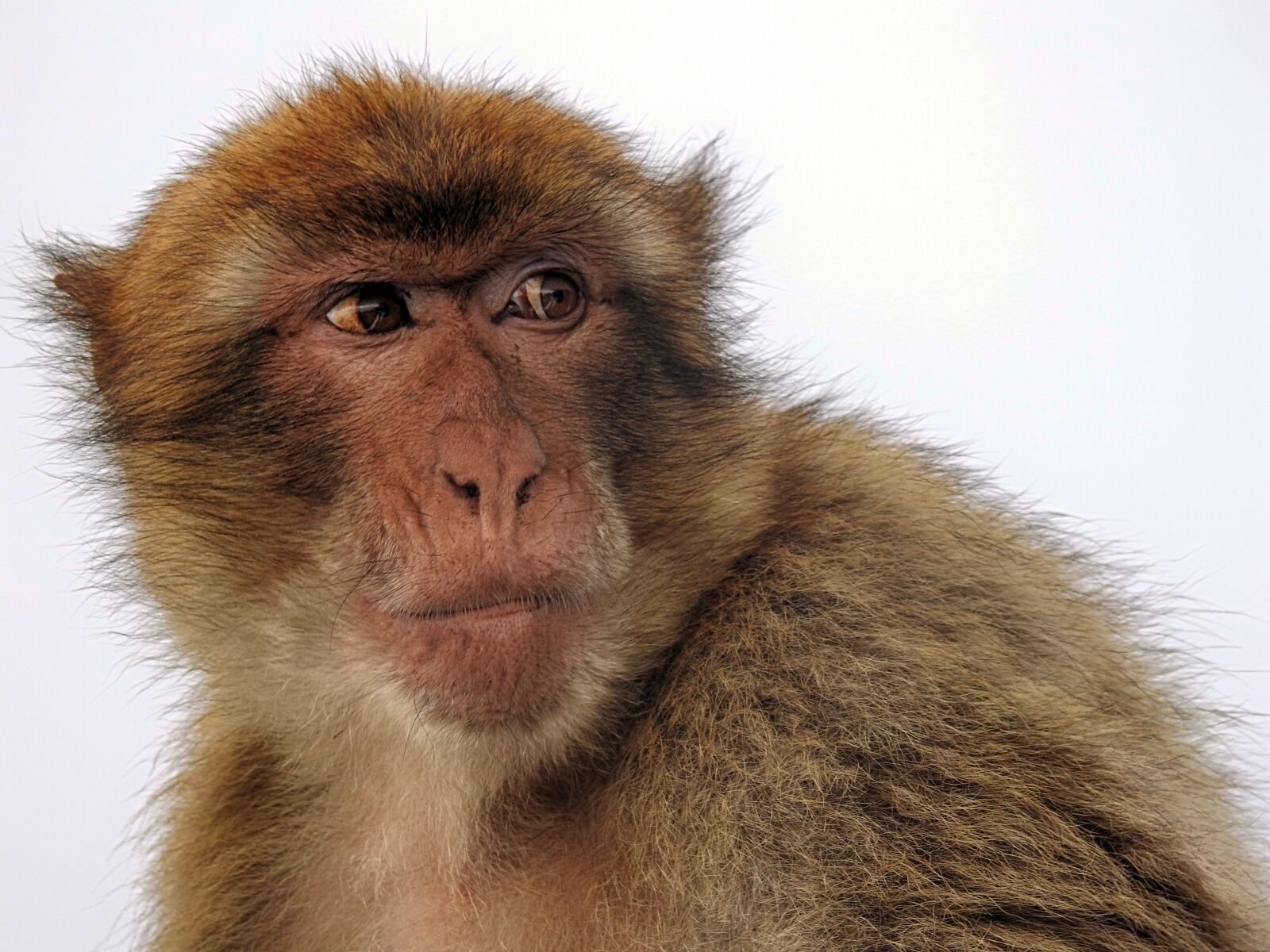 Nikon Coolpix P900 sample photo. Macaque, ape, gibraltar photography