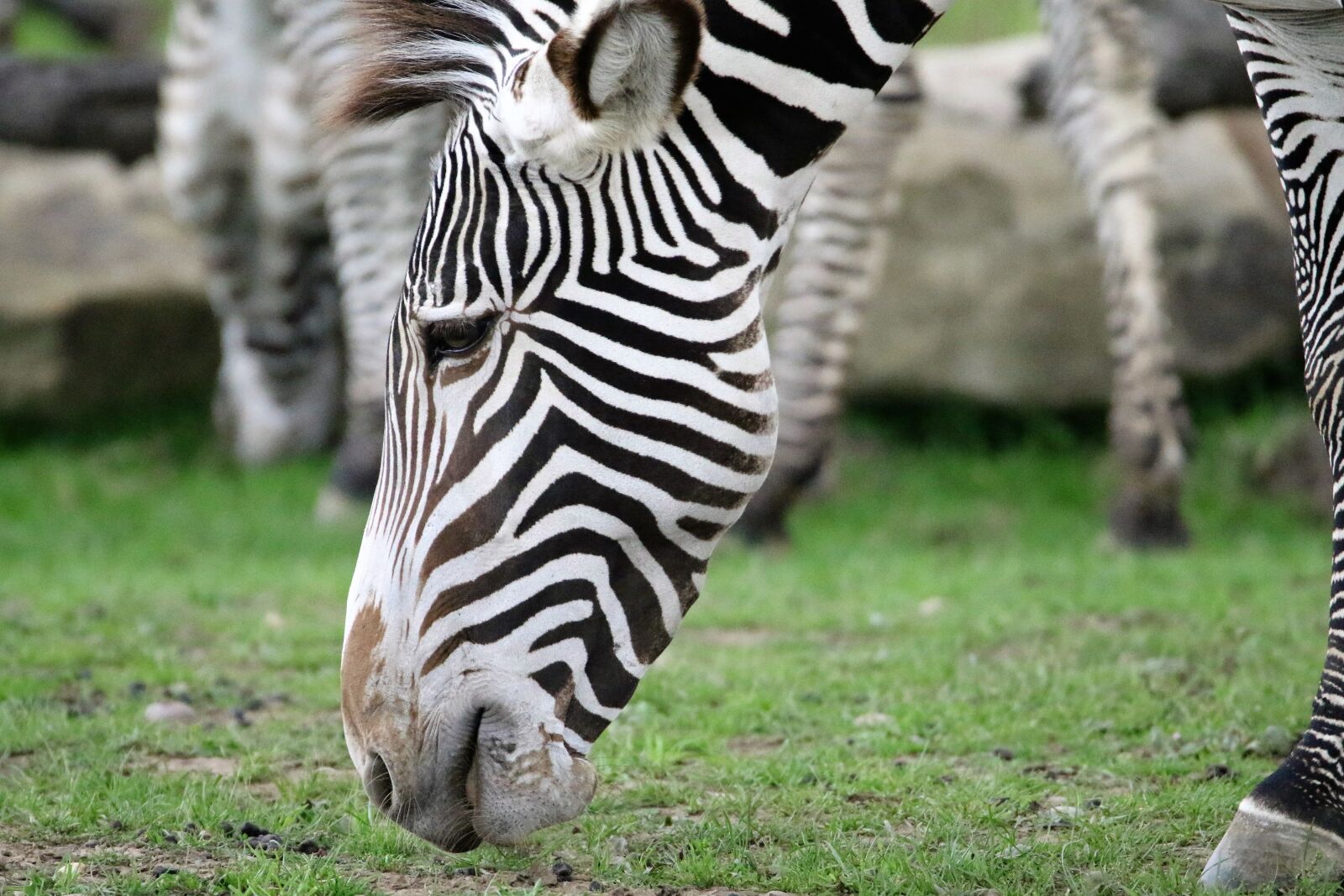Canon EOS 7D Mark II sample photo. Zebra, stripes, striped photography