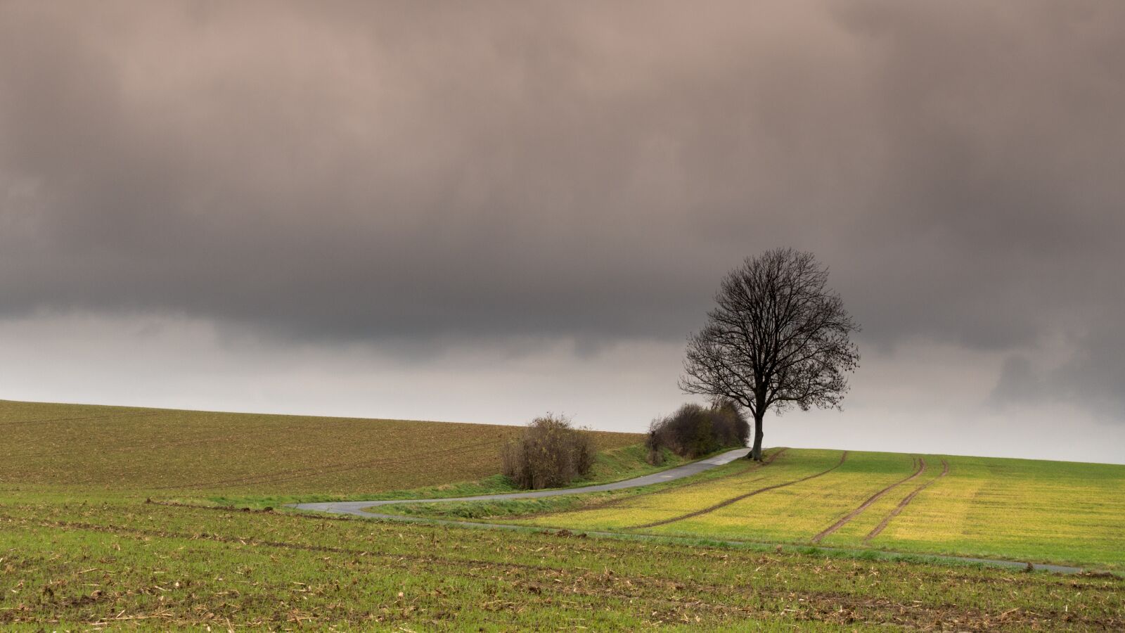 Sony Cyber-shot DSC-RX100 III sample photo. Landscape, trees, weather photography