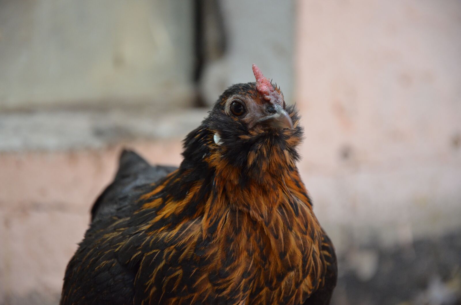 Nikon D5100 sample photo. Chicken, brown, poultry photography