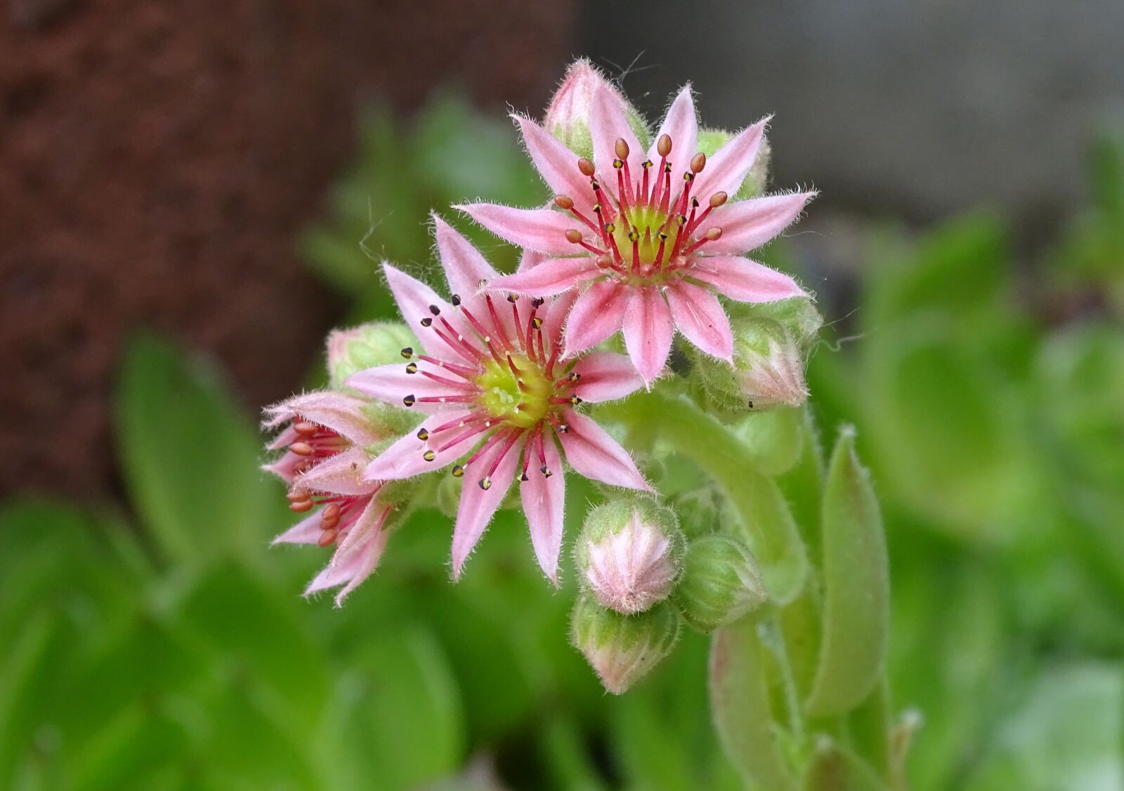 Sony Cyber-shot DSC-HX400V sample photo. Houseleek, dachwurz, succulent photography