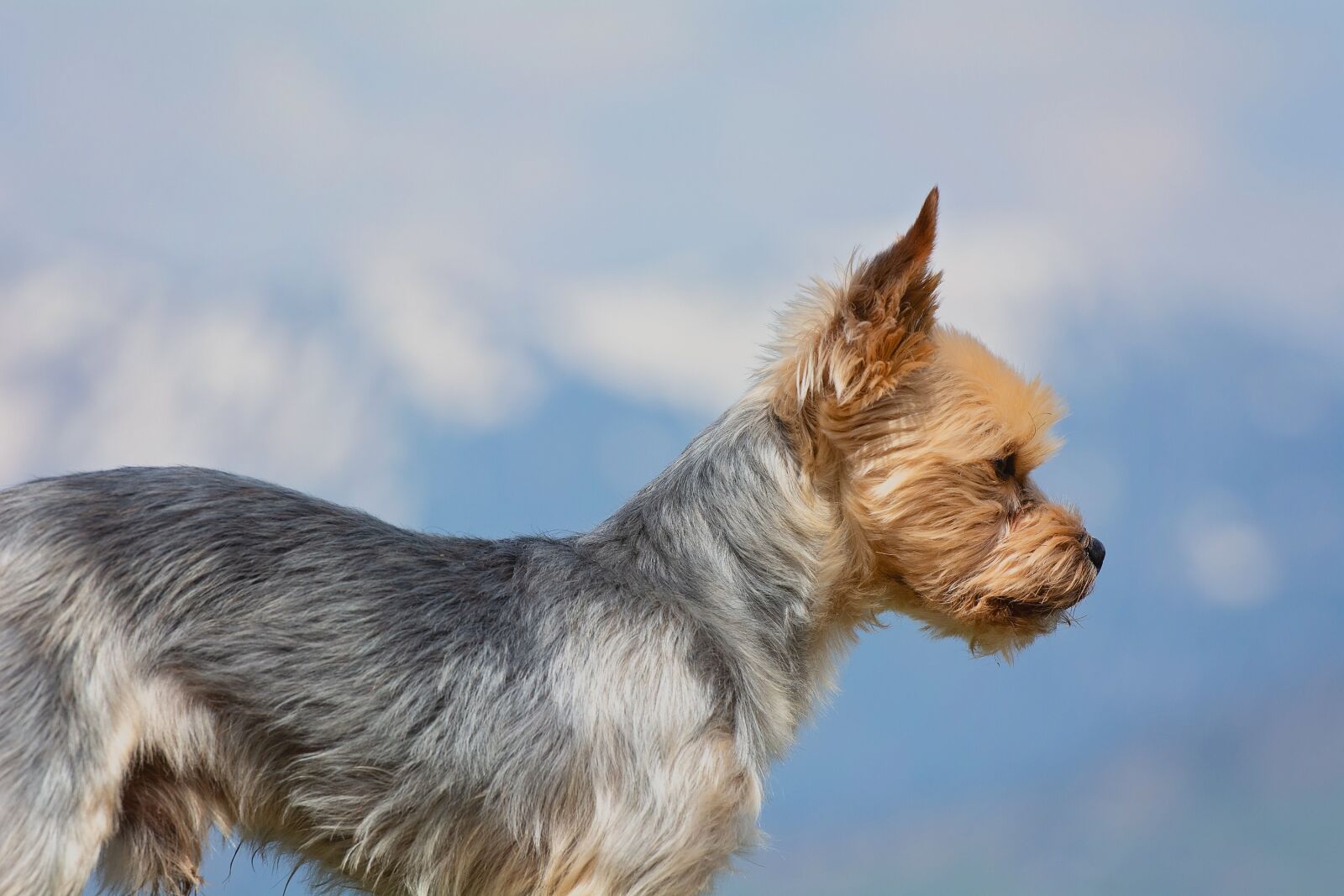 Nikon D7100 sample photo. Dog, small, yorkshire terrier photography