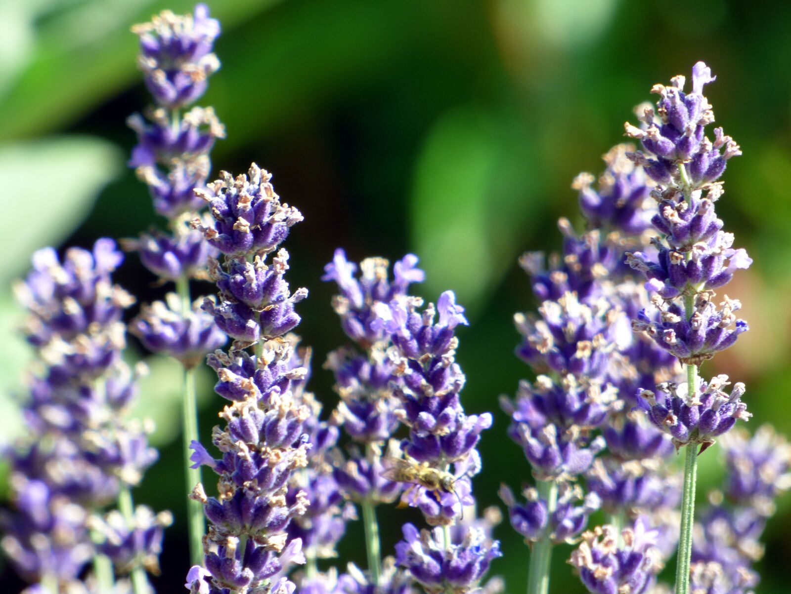 Panasonic DMC-FZ72 sample photo. Flowers, lavender, nature photography