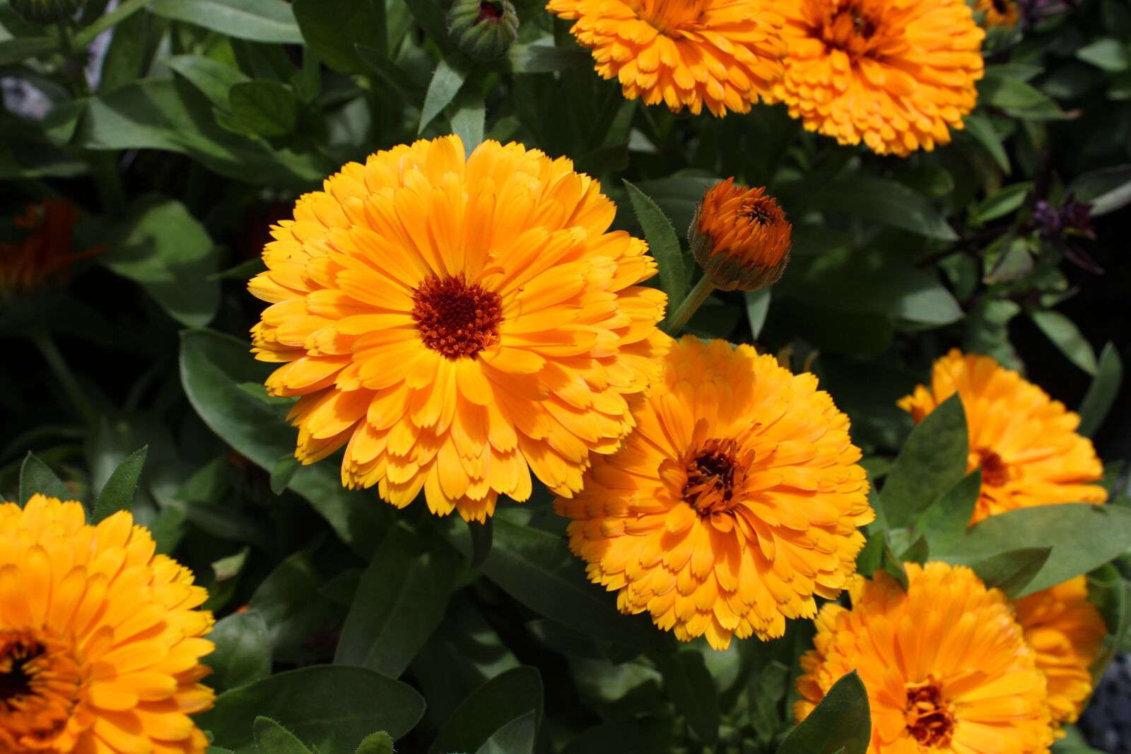 Canon EOS 700D (EOS Rebel T5i / EOS Kiss X7i) sample photo. Calendula, marigold, flower photography