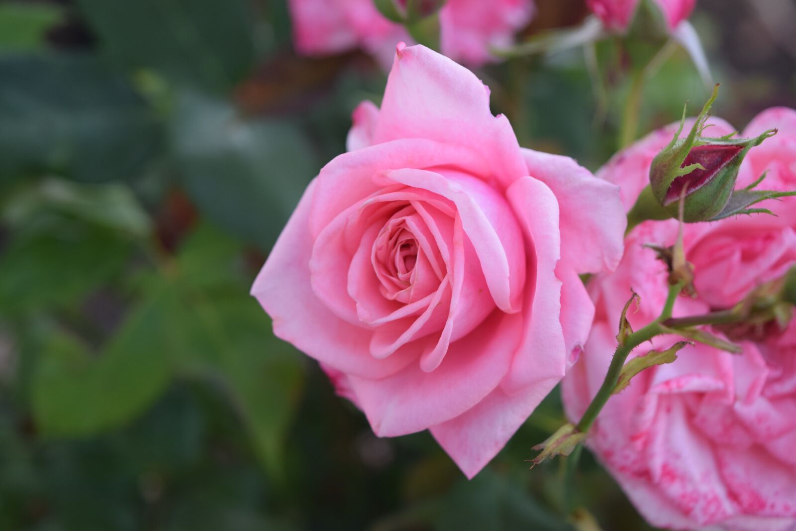 Nikon D3300 sample photo. Flower, rose, pink photography