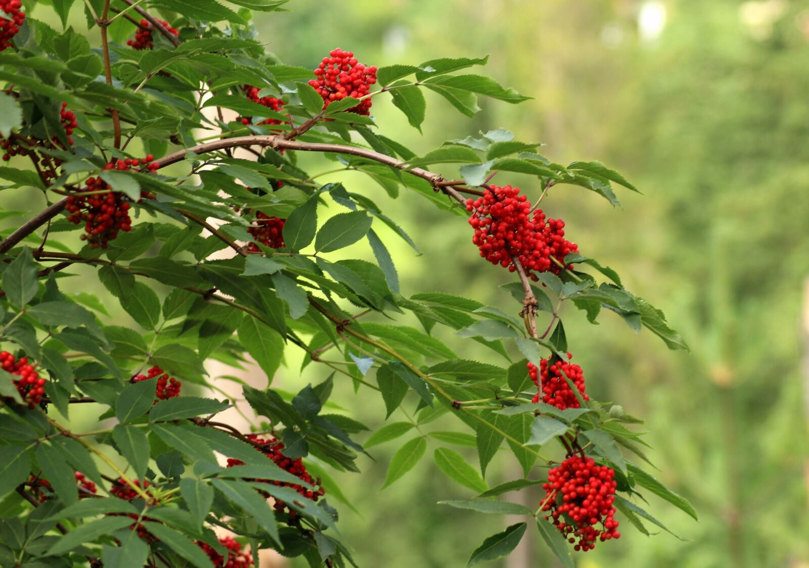 Canon EOS 1200D (EOS Rebel T5 / EOS Kiss X70 / EOS Hi) sample photo. Sorbus aucuparia, vegetation, bush photography