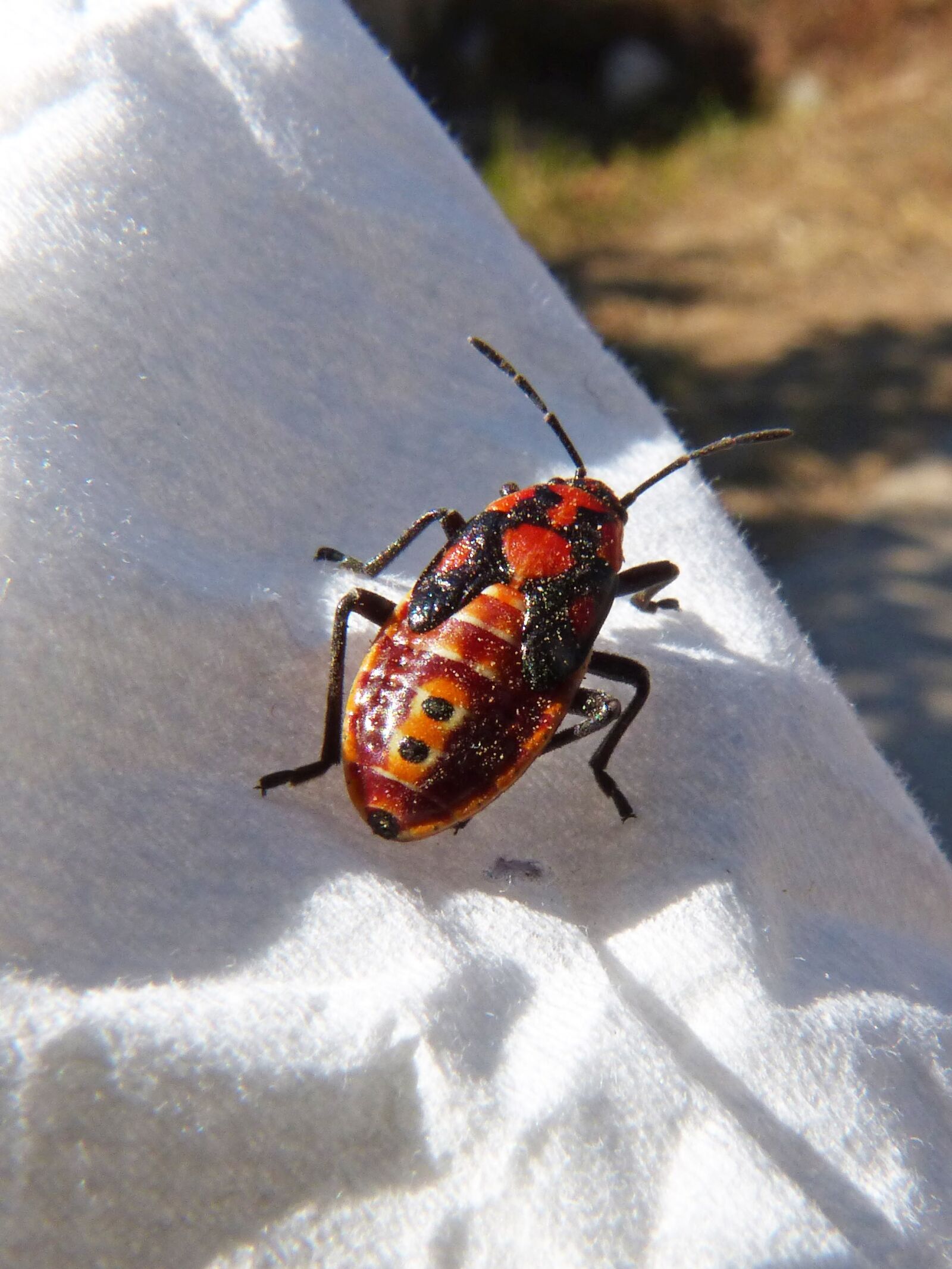 Panasonic DMC-FZ62 sample photo. Beetle, coleoptera, orange photography