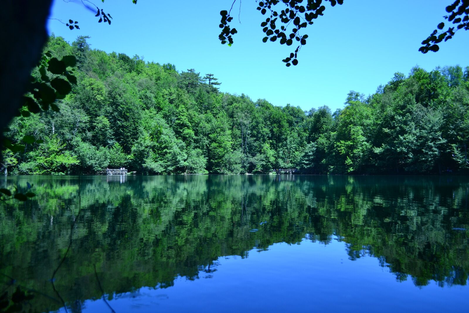 Nikon D3100 sample photo. Nature, water, tree photography