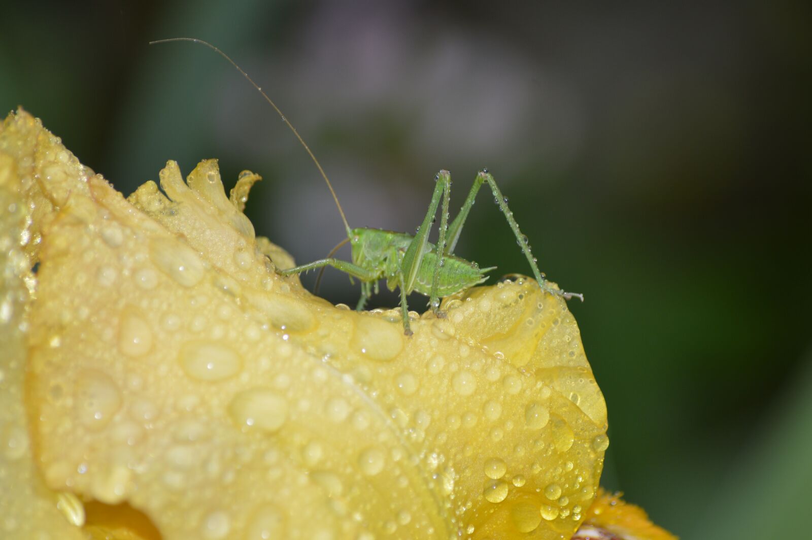 Nikon D3200 sample photo. Insect, grasshopper, animal photography