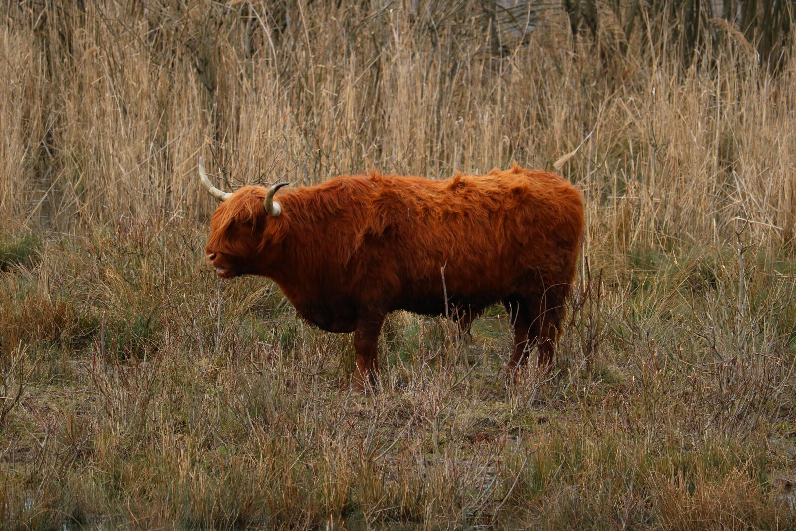 Canon EOS 750D (EOS Rebel T6i / EOS Kiss X8i) sample photo. Highland beef, wild, pasture photography