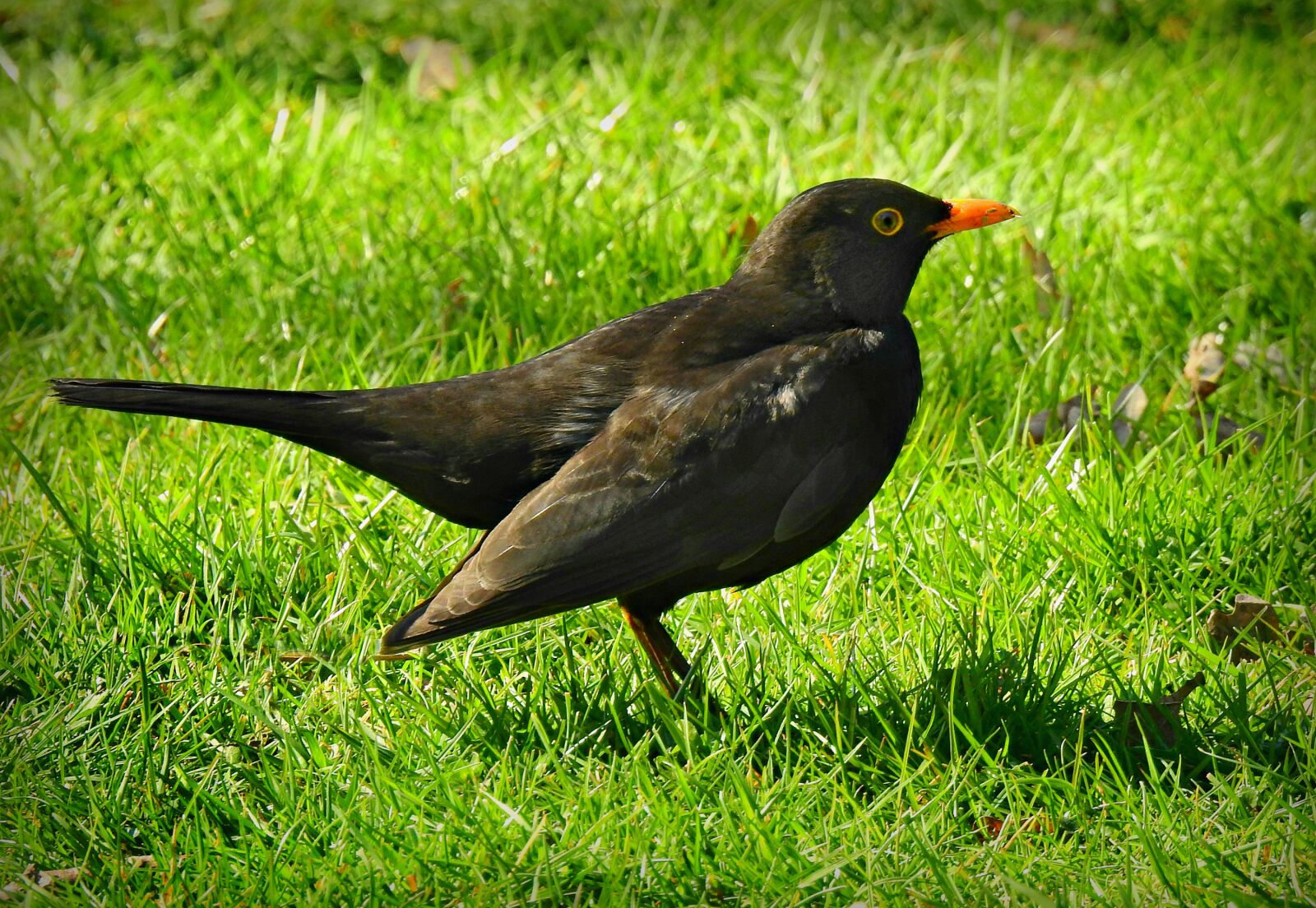 Nikon Coolpix P900 sample photo. Blackbird, bird, animal photography