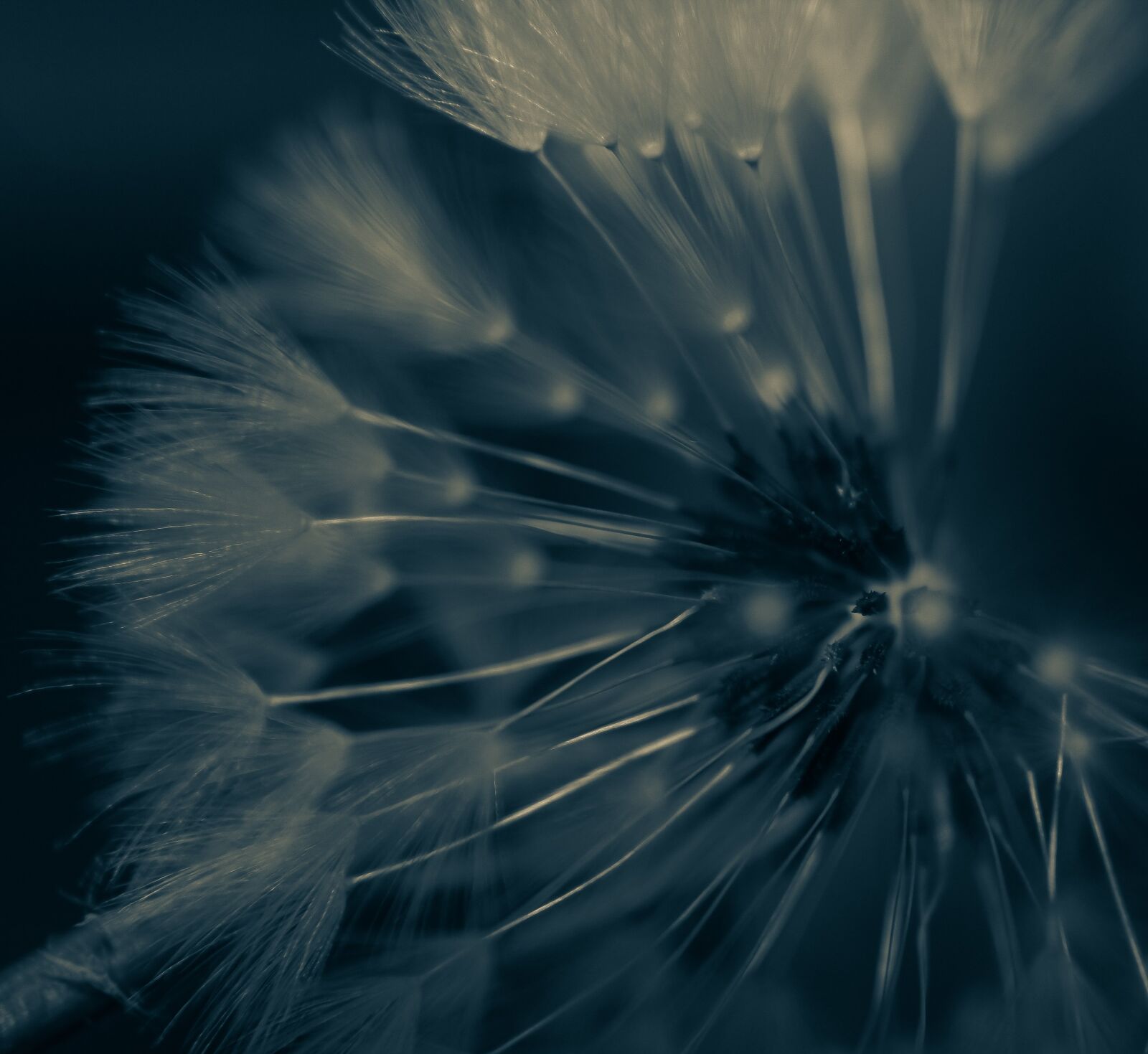 Canon EOS 1300D (EOS Rebel T6 / EOS Kiss X80) sample photo. Dandilion, flower, makes a photography
