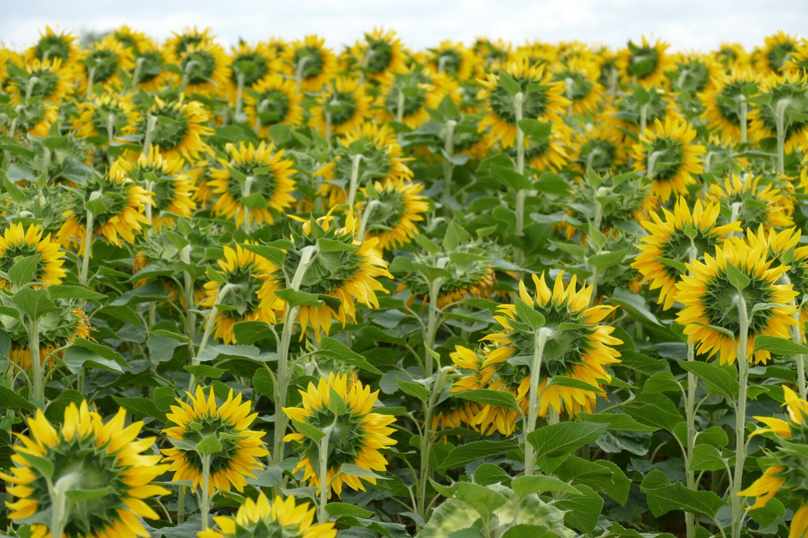Panasonic Lumix DMC-FZ1000 sample photo. Sunflower, flower, plant photography