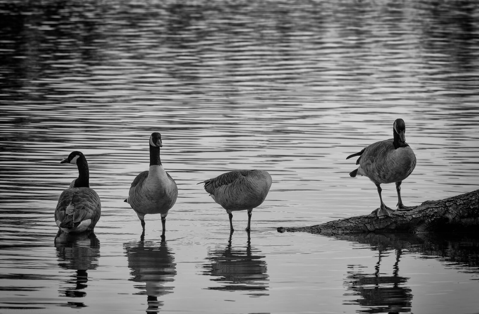 Nikon D750 sample photo. Geese, water, nature photography