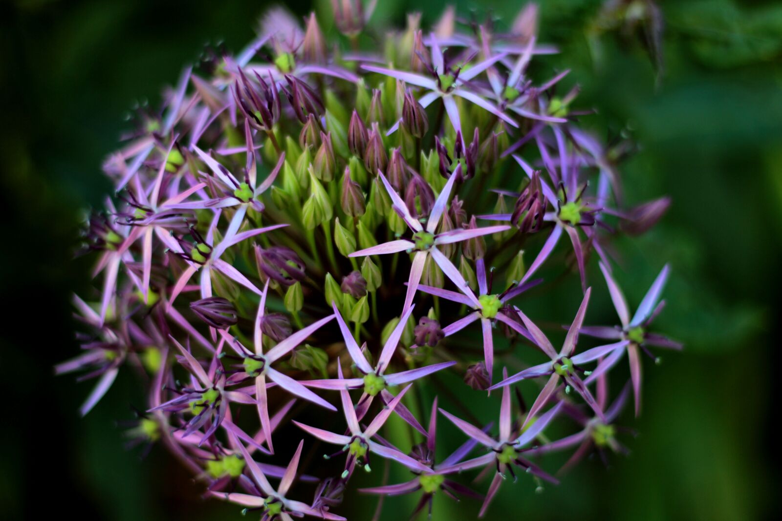 Canon EOS 600D (Rebel EOS T3i / EOS Kiss X5) + Canon EF 50mm F1.8 STM sample photo. Allium christophii, ornamental onion photography