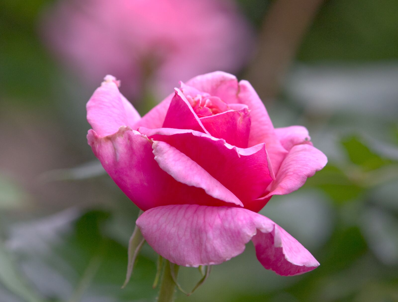 Canon EOS 750D (EOS Rebel T6i / EOS Kiss X8i) sample photo. Pink rose, rose, flower photography