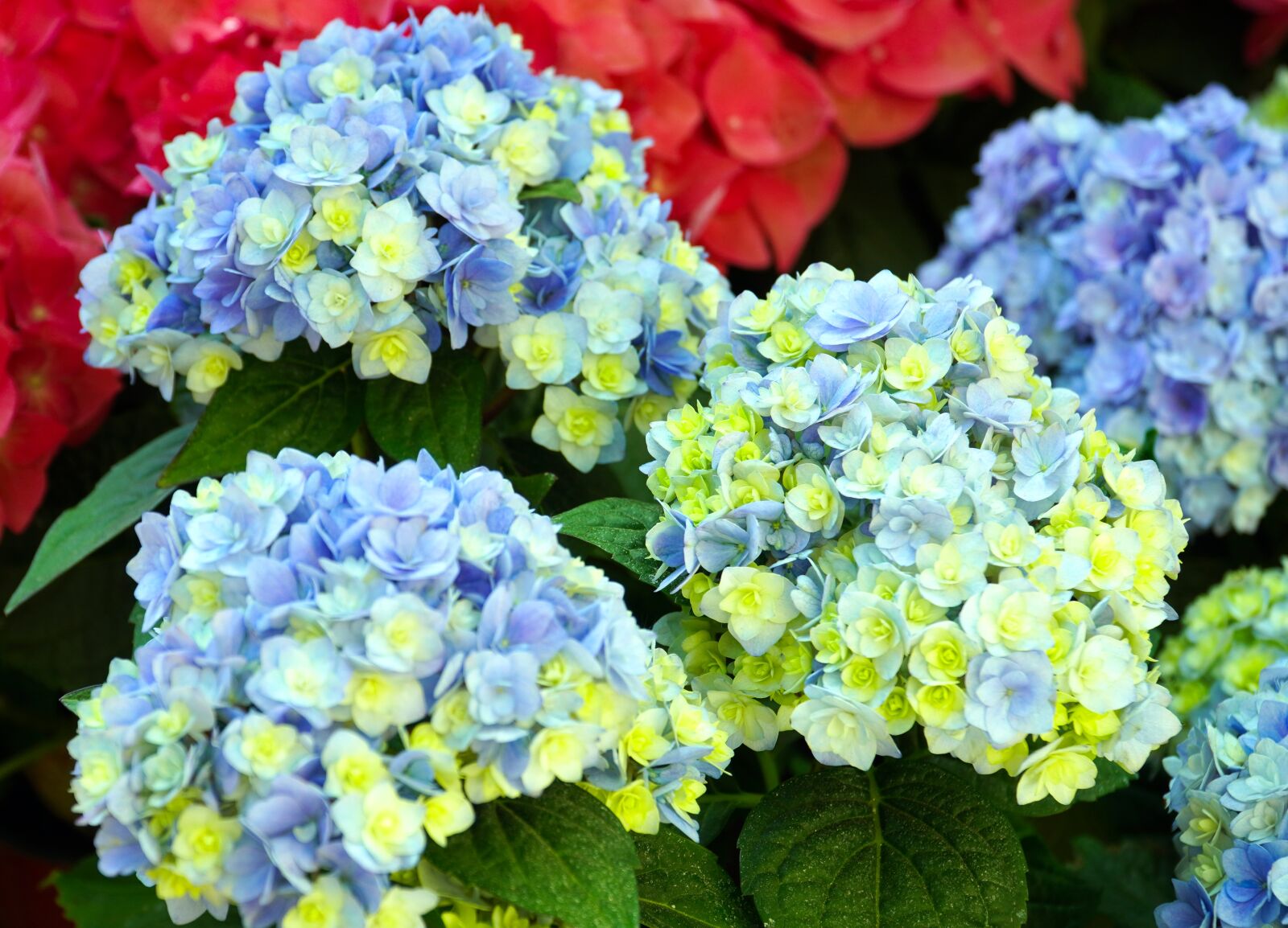 Sony E PZ 18-105mm F4 G OSS sample photo. Hydrangeas, flowers, blossom photography