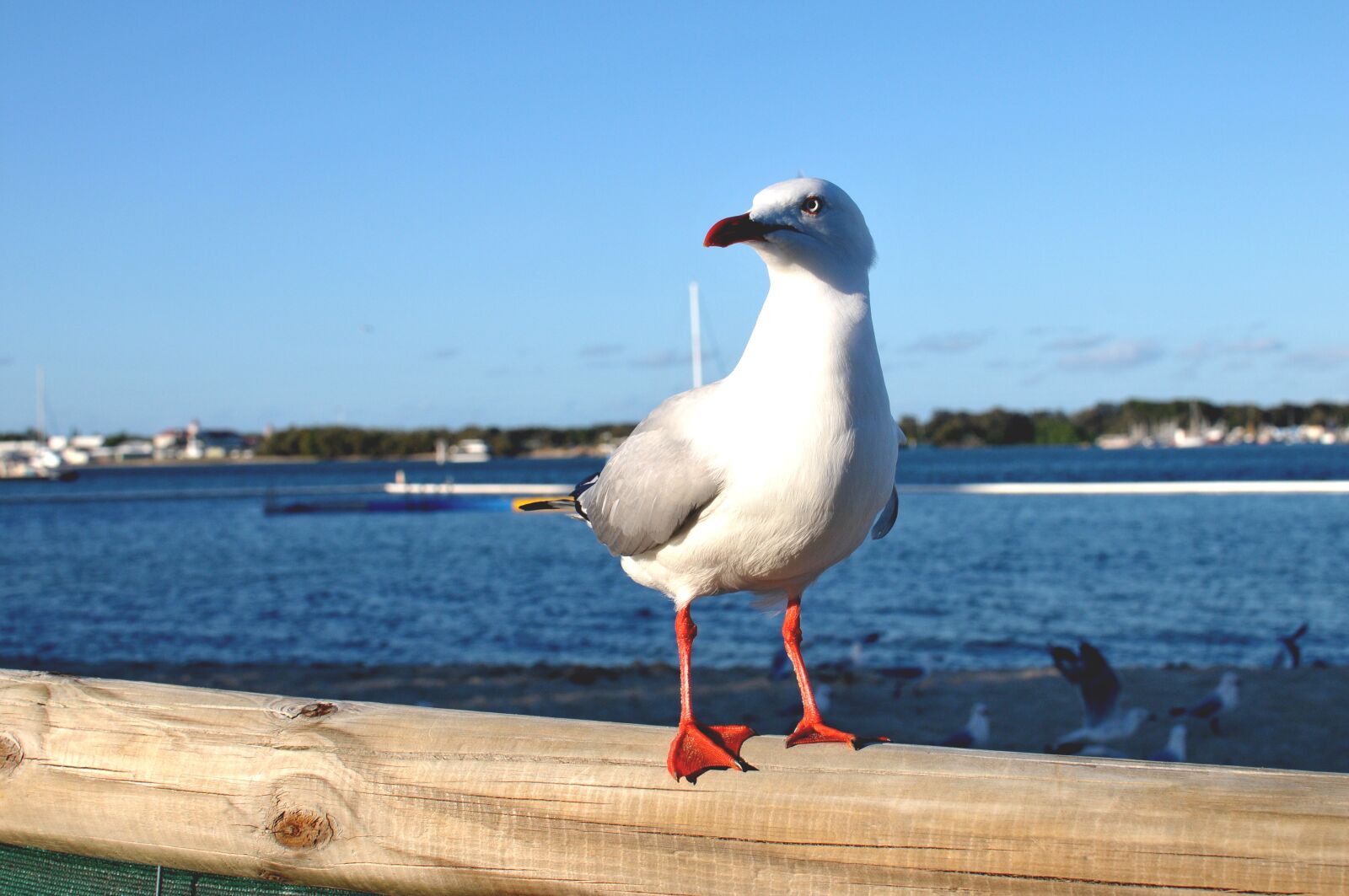 Nikon D300S sample photo. Bird, sea, white bird photography