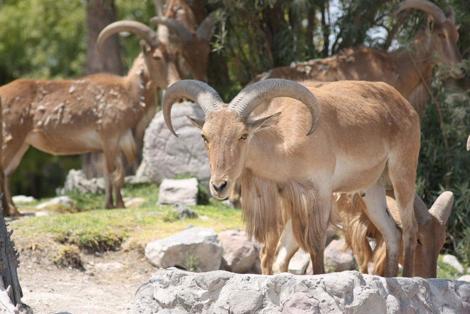 Canon EOS 450D (EOS Rebel XSi / EOS Kiss X2) sample photo. Antelope, animal, wild photography