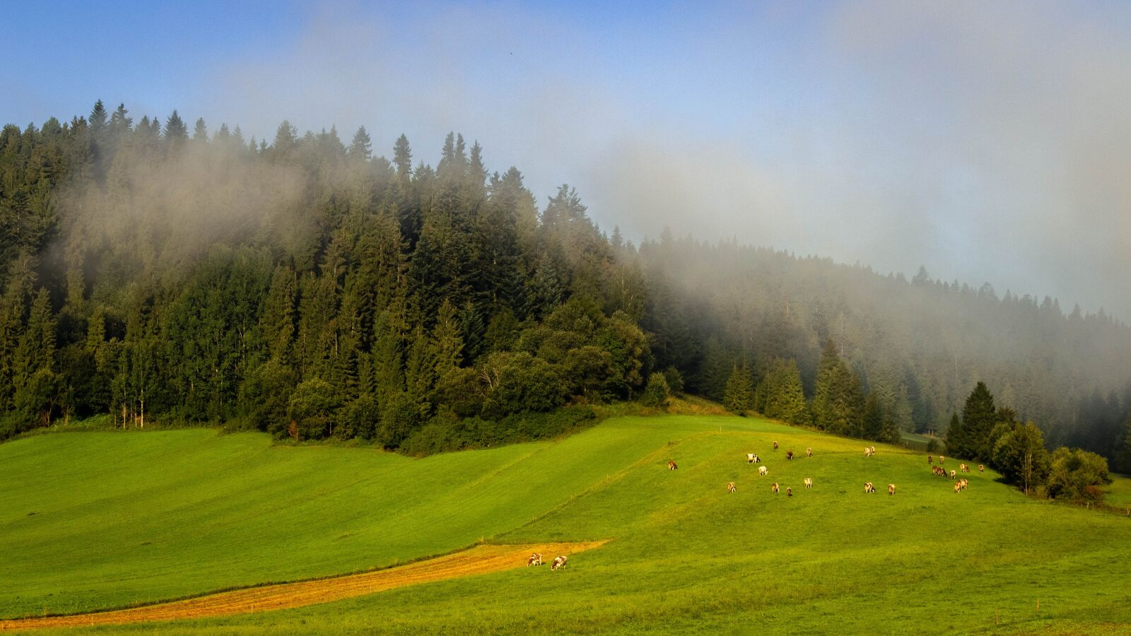 Canon EOS 700D (EOS Rebel T5i / EOS Kiss X7i) sample photo. The fog, field, landscape photography