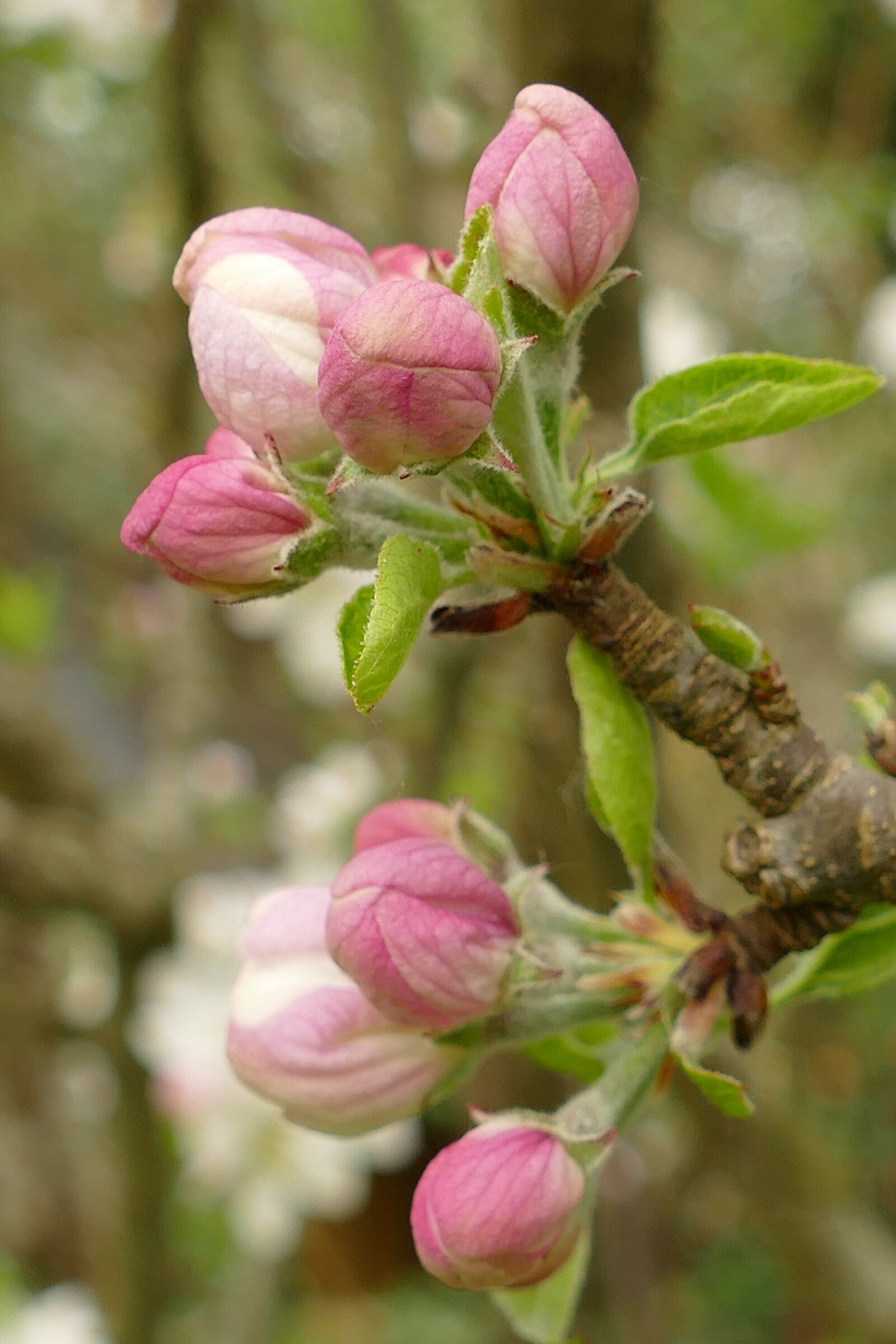 Panasonic Lumix DMC-FZ1000 sample photo. Malus, blossom, flora photography