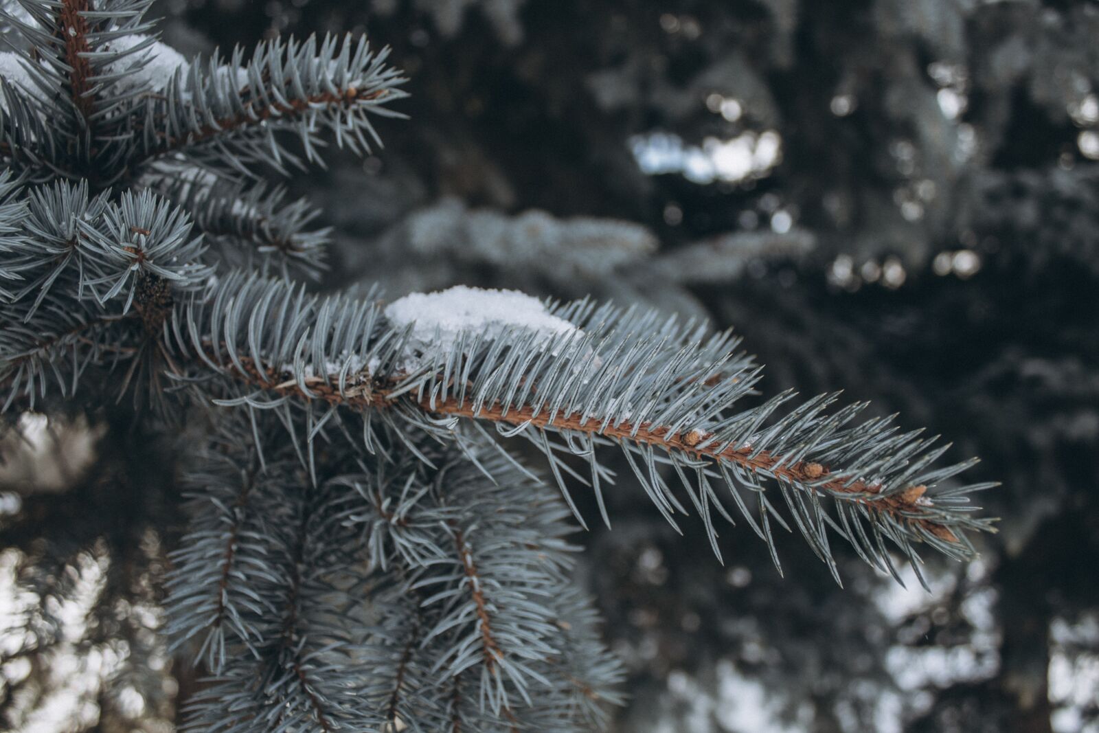 Canon EOS 4000D (EOS Rebel T100 / EOS 3000D) sample photo. Winter, spruce, snow photography