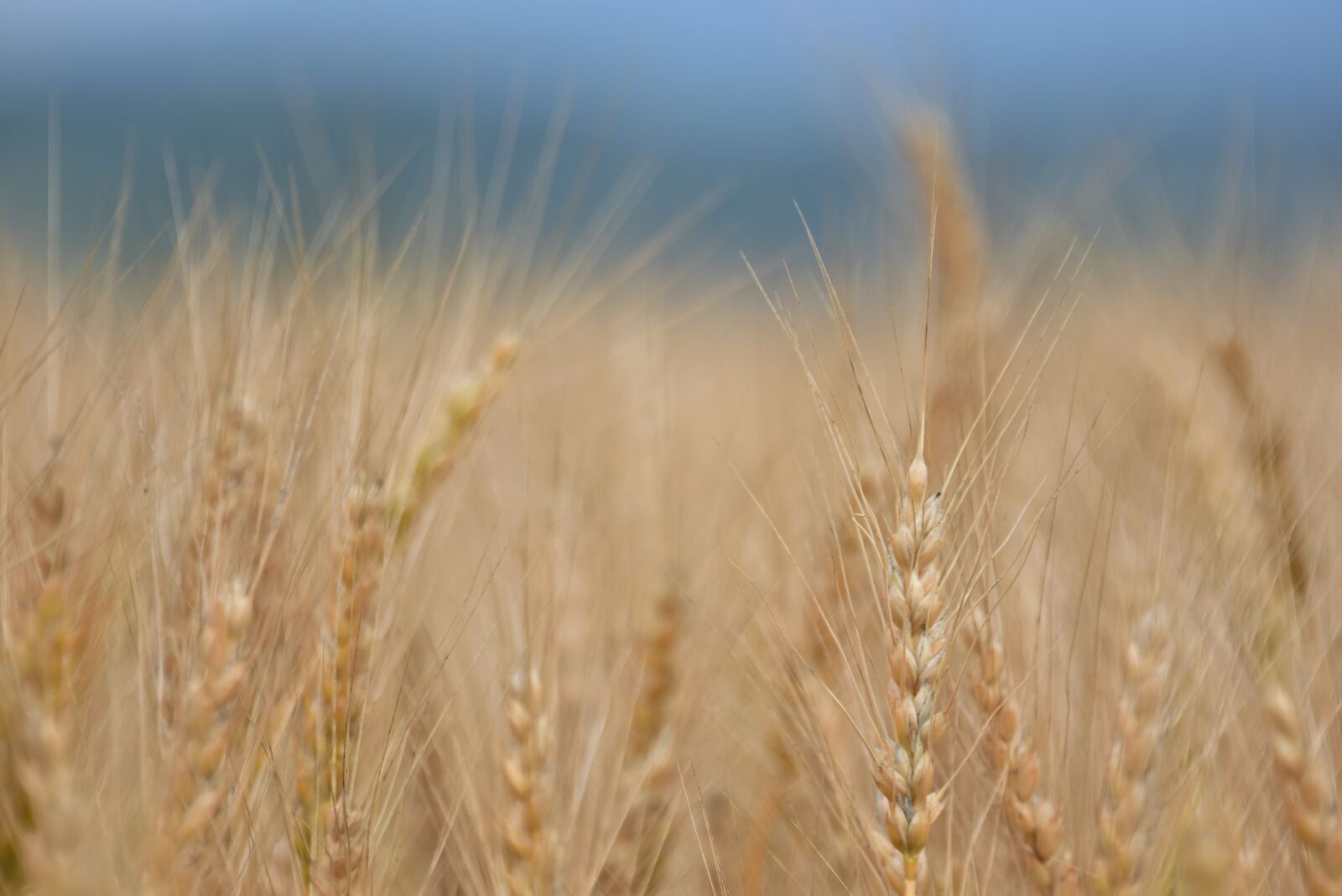 Nikon D7200 sample photo. Nature, wheat, field photography