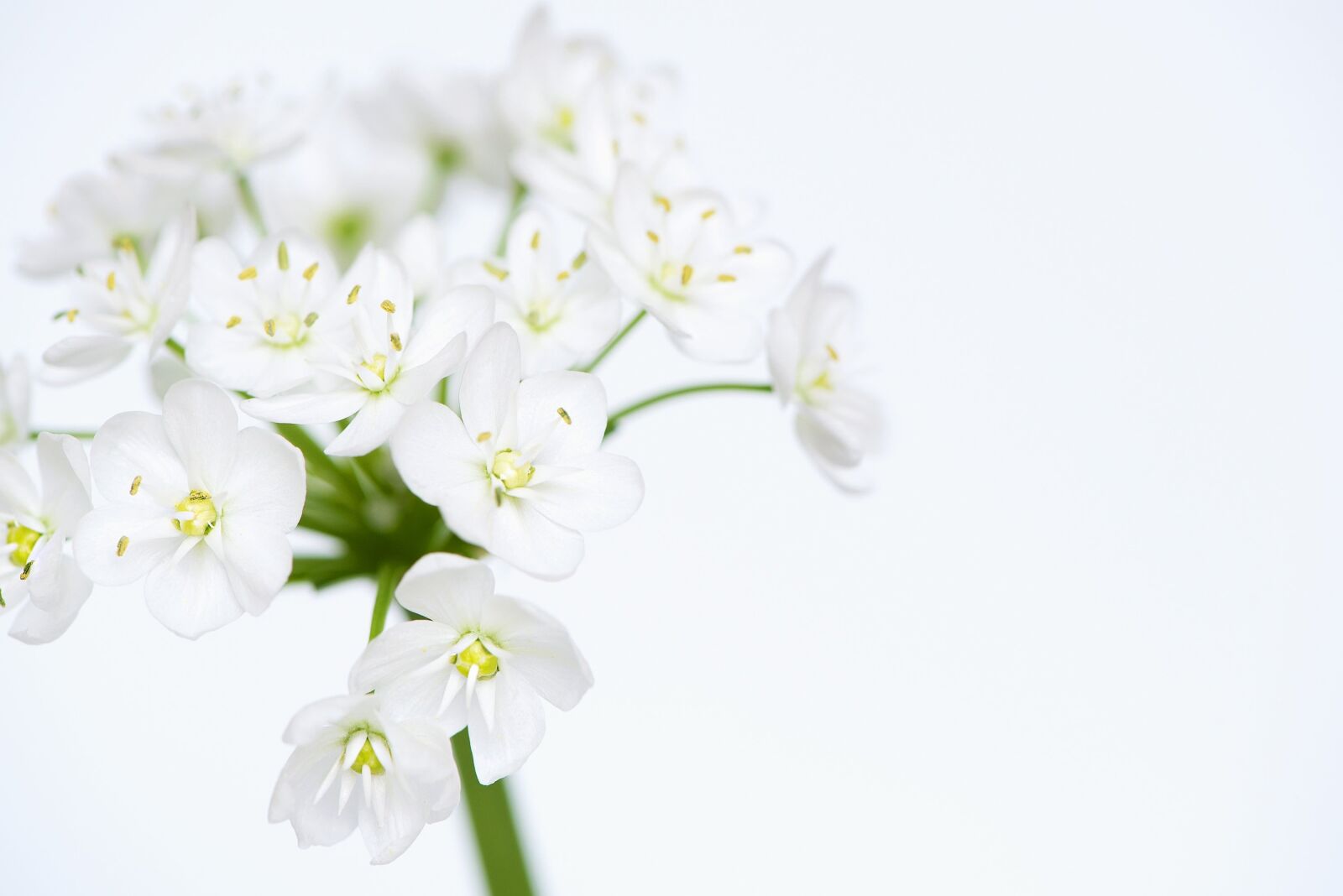 Nikon D750 sample photo. Flower, flowers, white photography