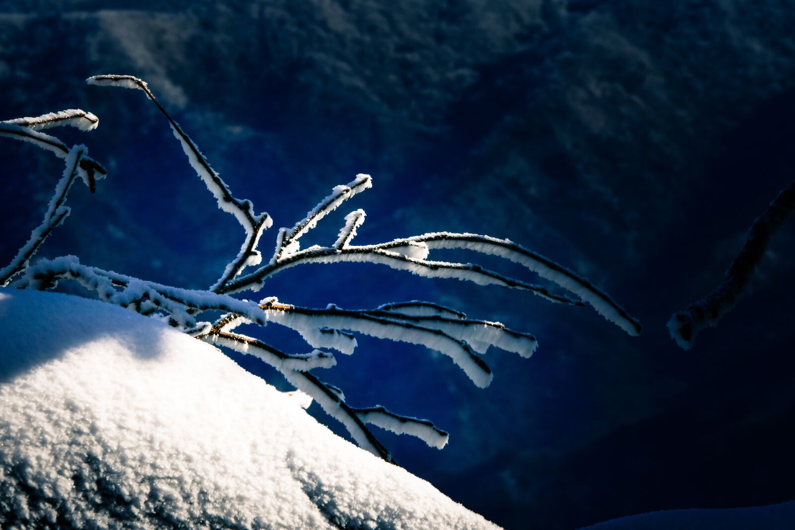 Nikon D500 sample photo. Winter, snow, nature photography