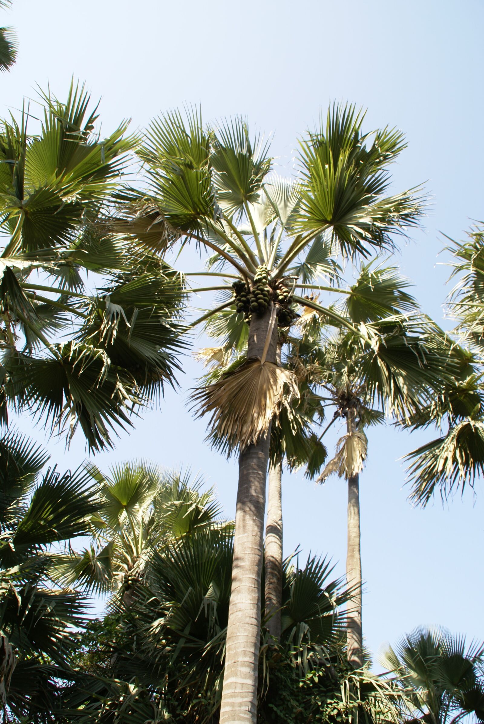 Sony Alpha DSLR-A100 sample photo. Palm tree, tropical, gambia photography