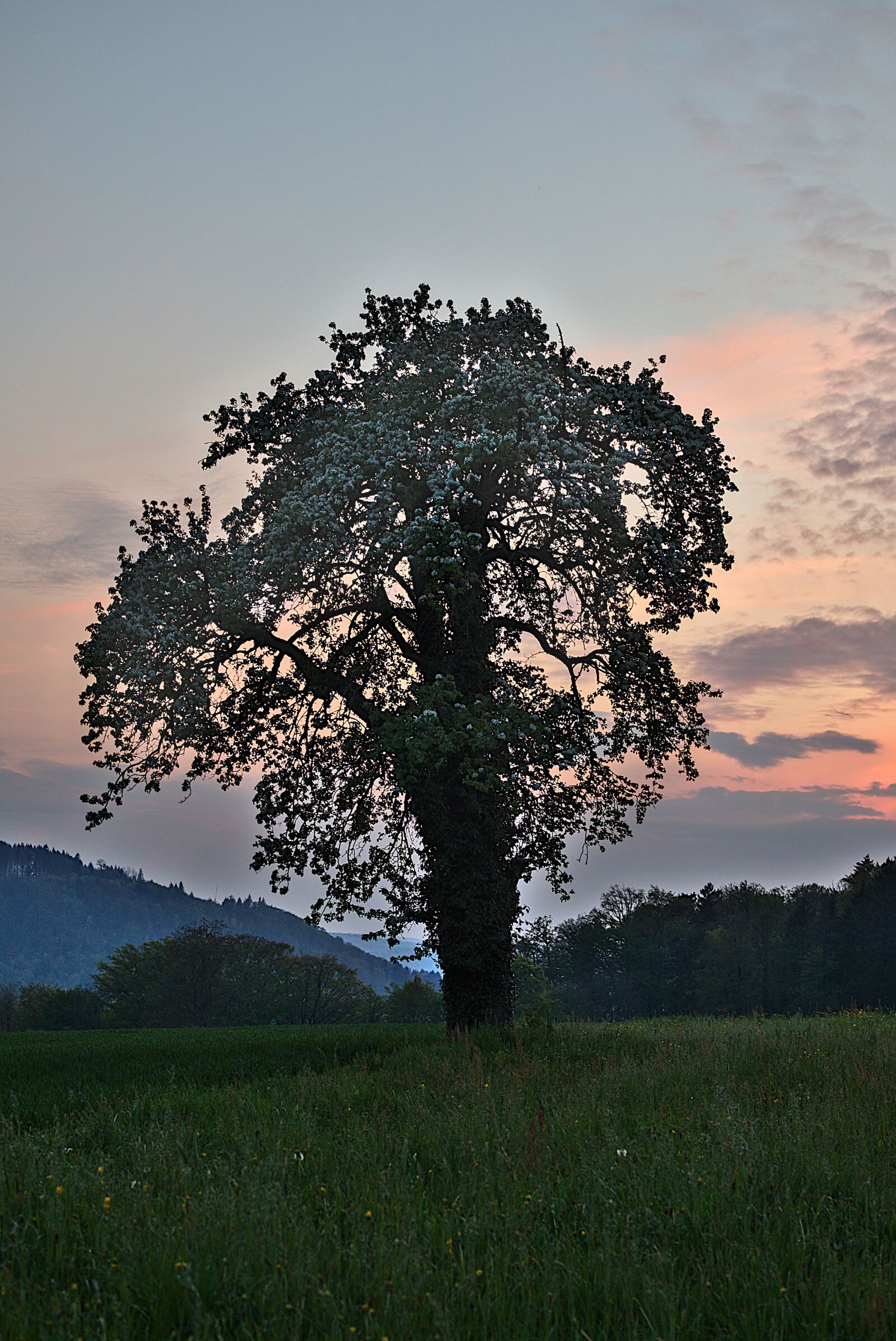 Canon EOS M5 sample photo. Tree, twilight, sunset photography